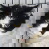 adoptable Cat in huntley, IL named Wally