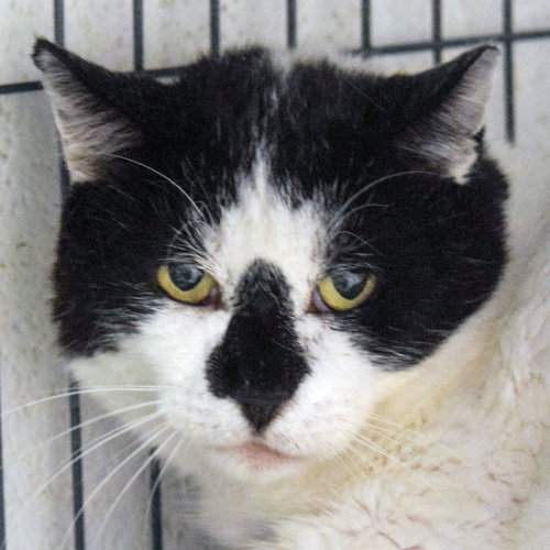 picture of the cat needing adoption