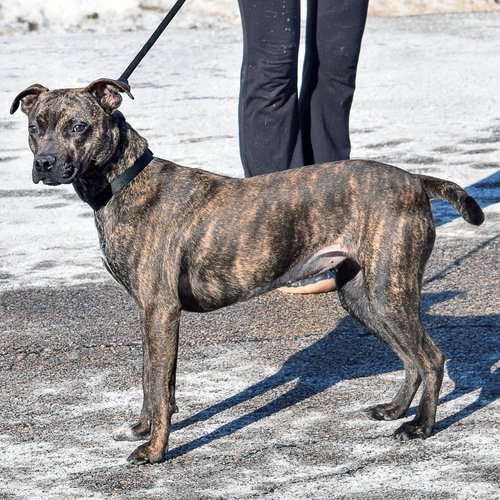 STELLA ROSE - American Staffordshire Terrier / Boxer available for adoption