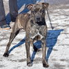 Stella Rose - Photo 3