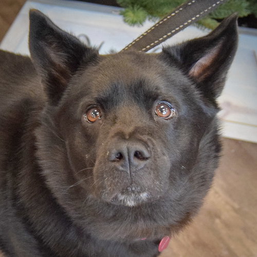 picture of the dog needing adoption