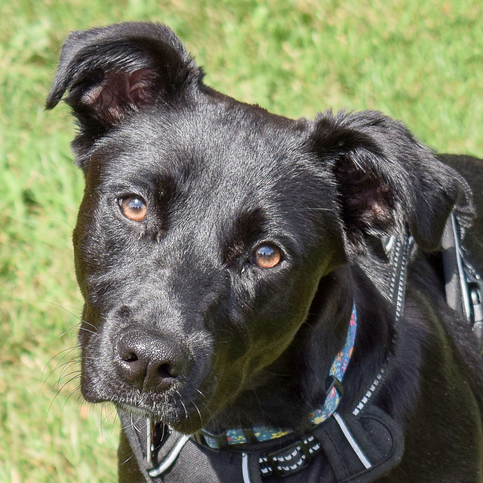 Dog for Adoption - Lily Rose, a Flat-coated Retriever in Oak Lawn, IL ...