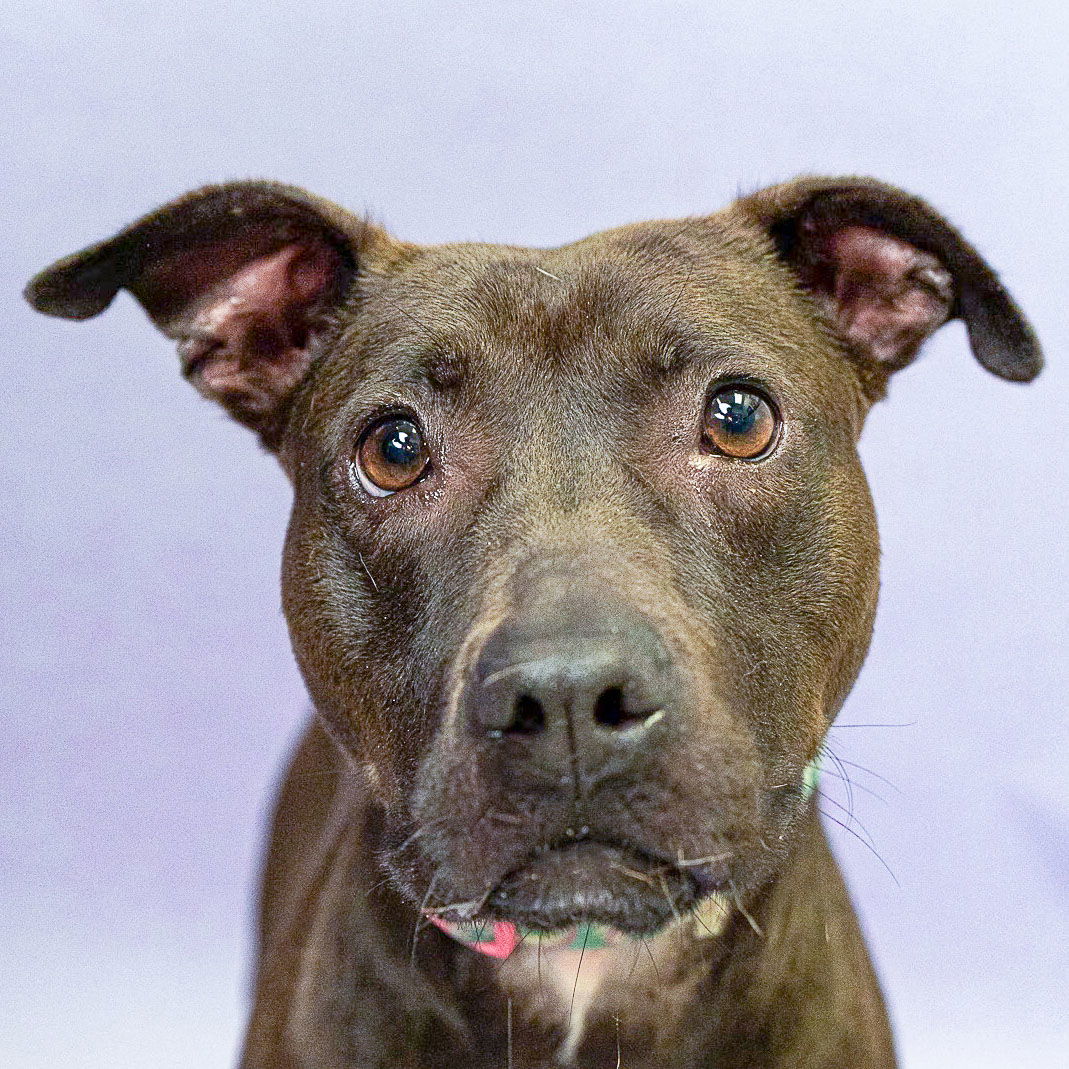 adoptable Dog in Huntley, IL named Xena