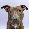 adoptable Dog in huntley, IL named Xena