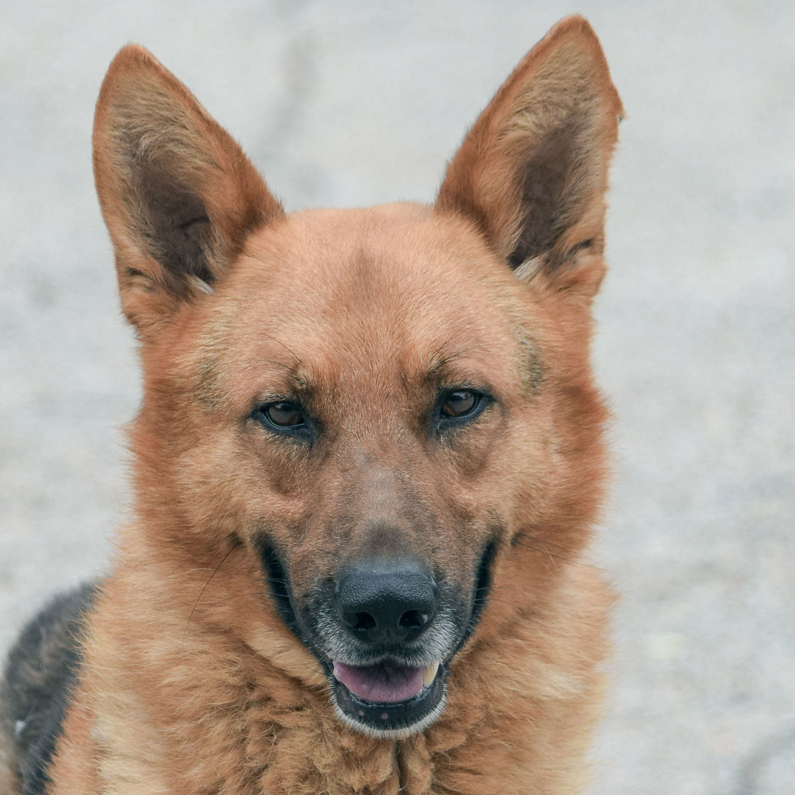 dog-for-adoption-bert-a-german-shepherd-dog-in-homer-glen-il