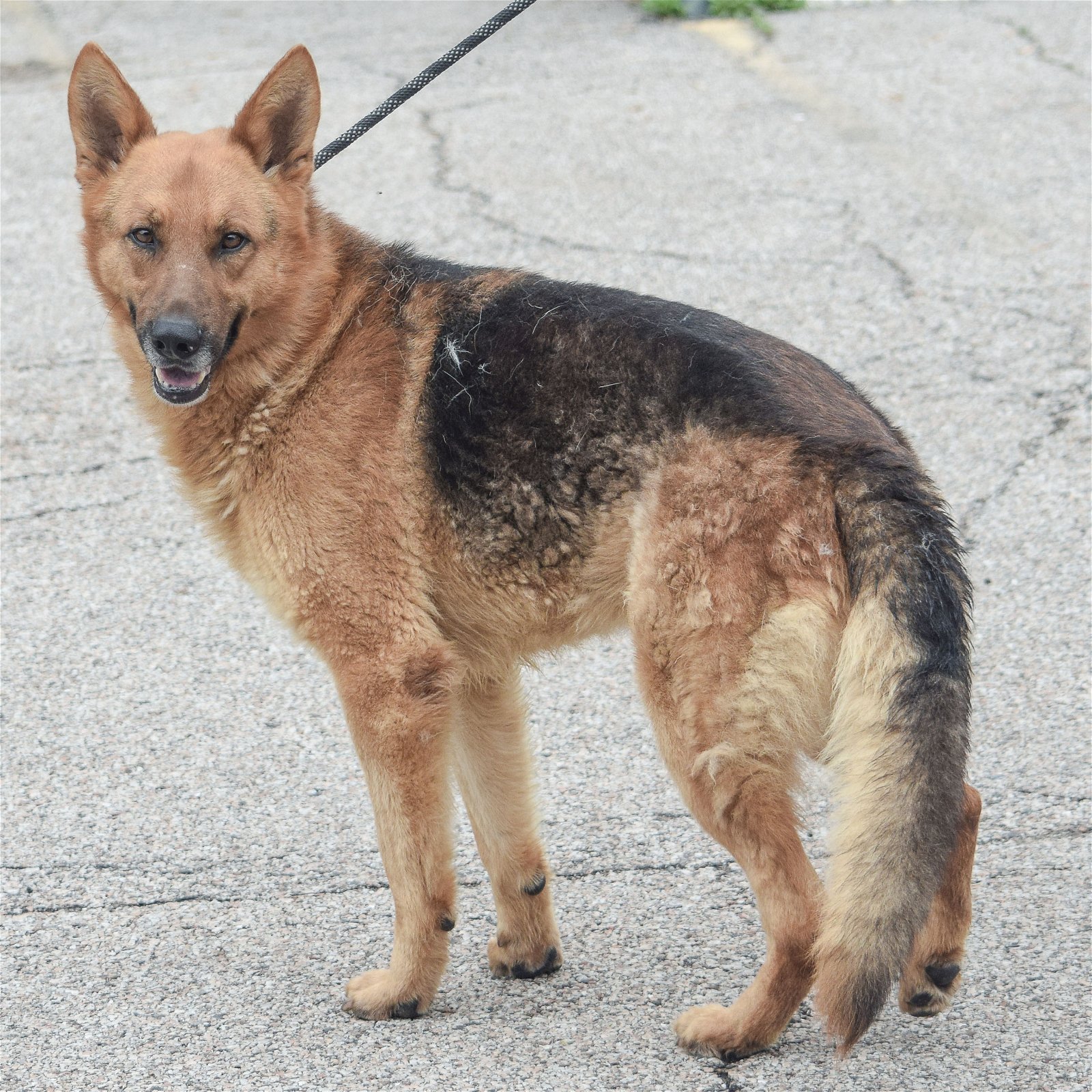 Dog for Adoption - Bert, a German Shepherd Dog in Homer Glen, IL ...