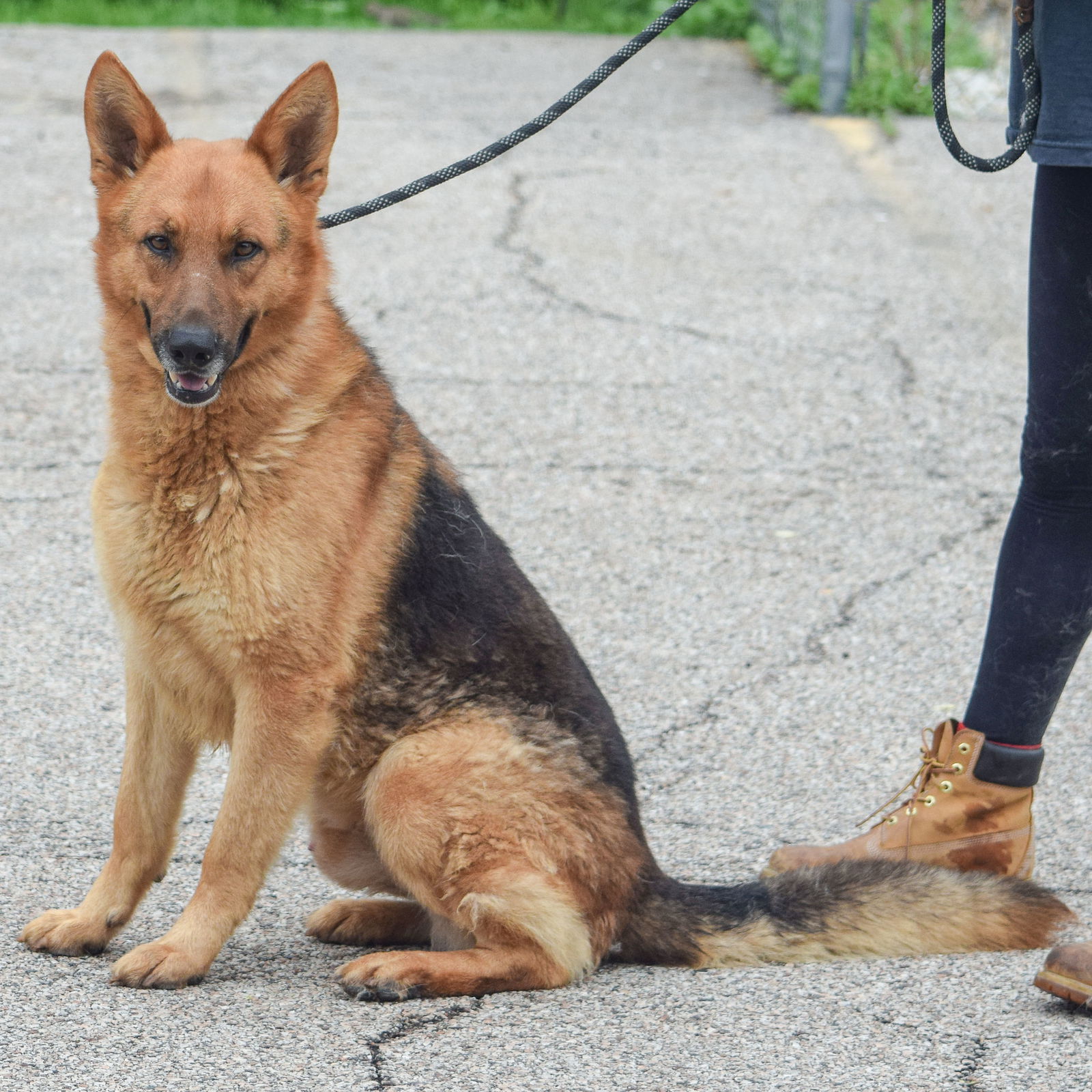 dog-for-adoption-bert-a-german-shepherd-dog-in-homer-glen-il