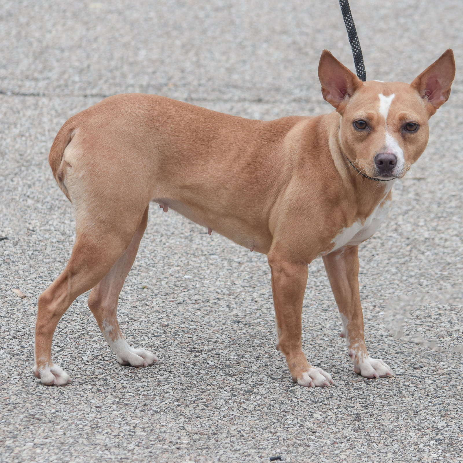 Dog for Adoption Duckie, a Rat Terrier in Madison, WI Alpha Paw