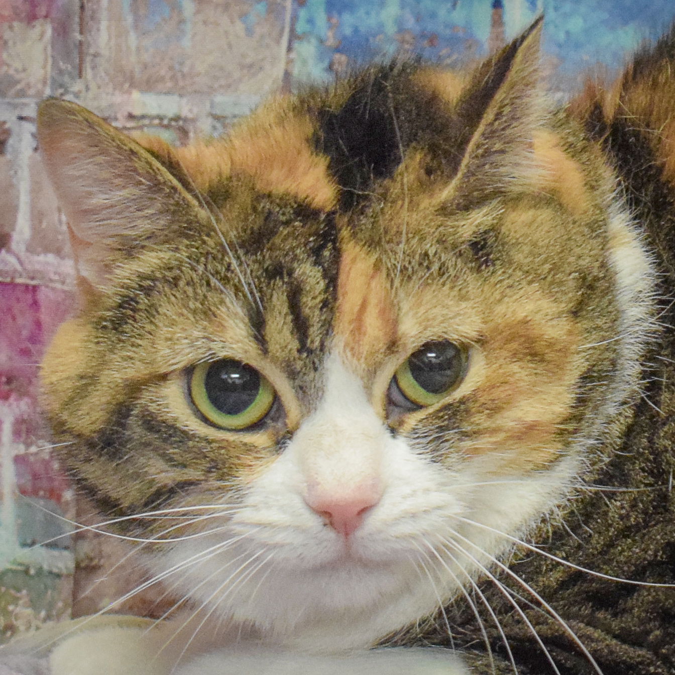 adoptable Cat in Huntley, IL named Crystal Malt