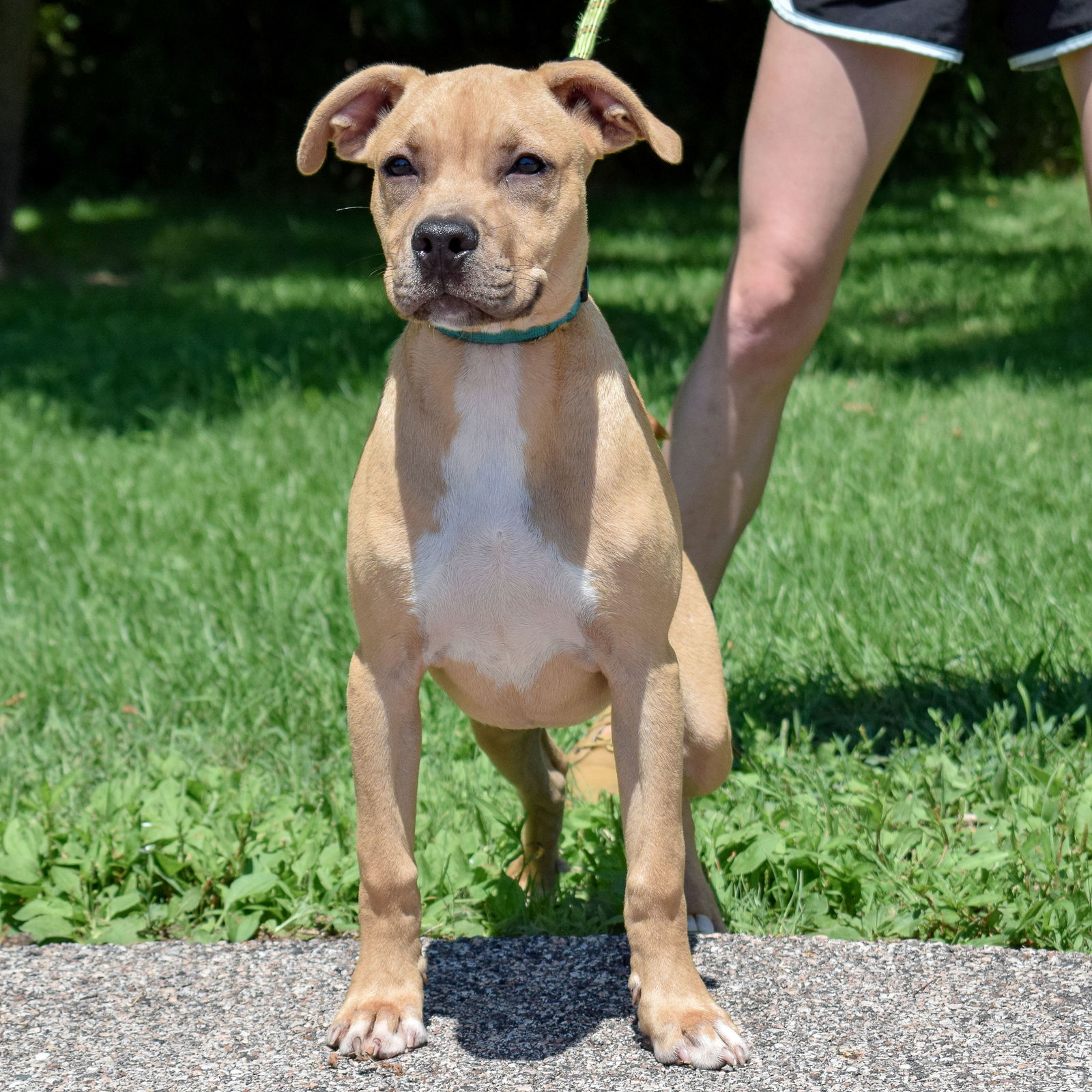 dog-for-adoption-snackers-a-yellow-labrador-retriever-in-plover-wi