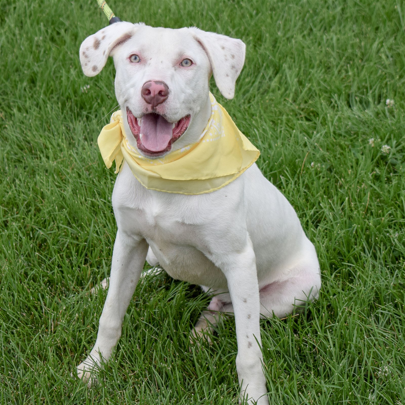 dog-for-adoption-lake-a-american-staffordshire-terrier-in-des-moines