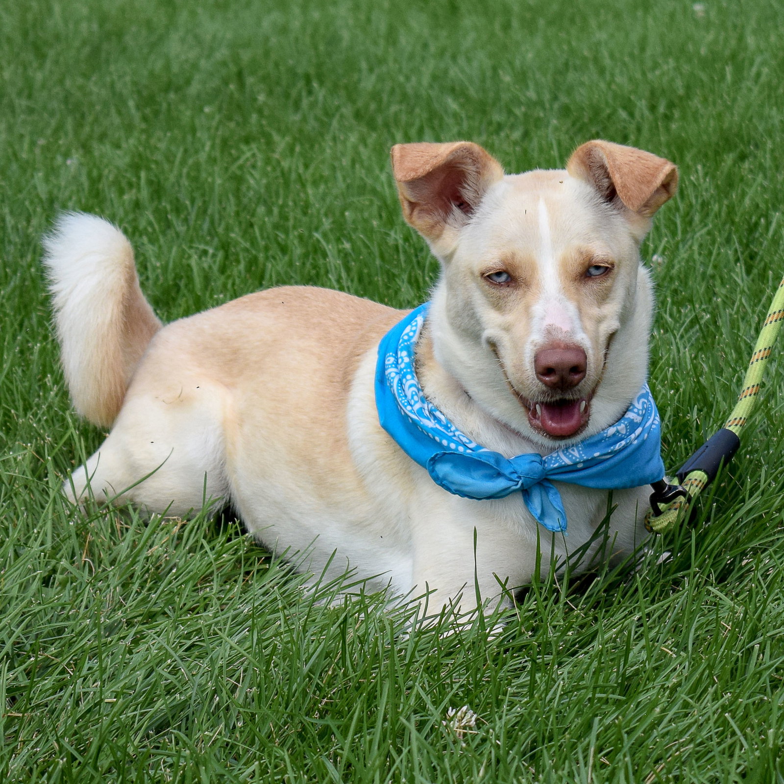 Dog for Adoption - Casey, a Husky in South Milwaukee, WI | Alpha Paw