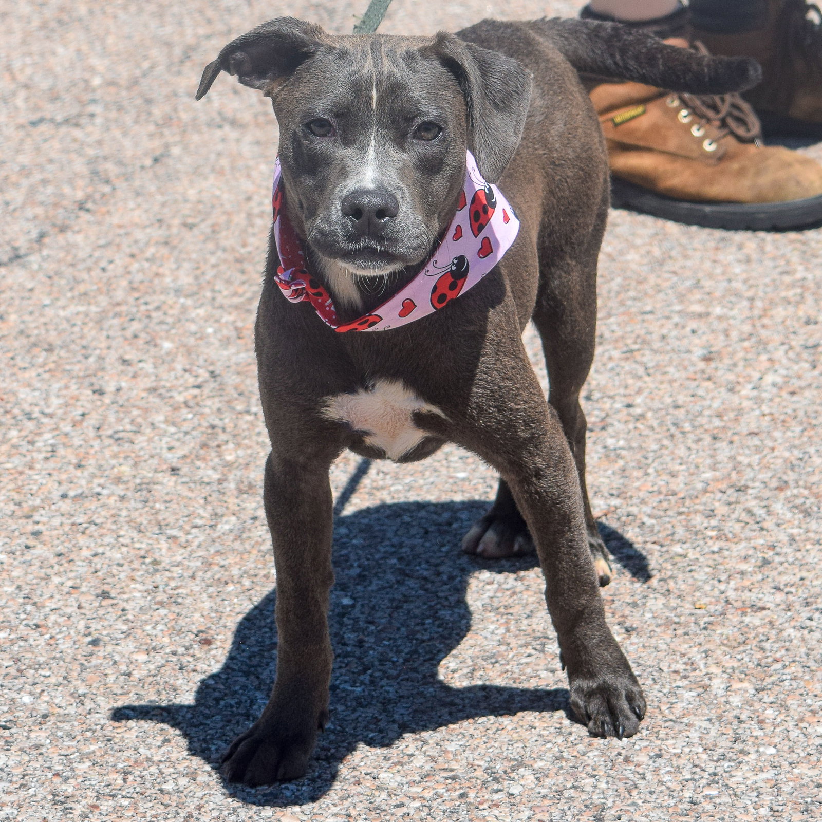 Dog for Adoption Lily Rose, a American Staffordshire Terrier in