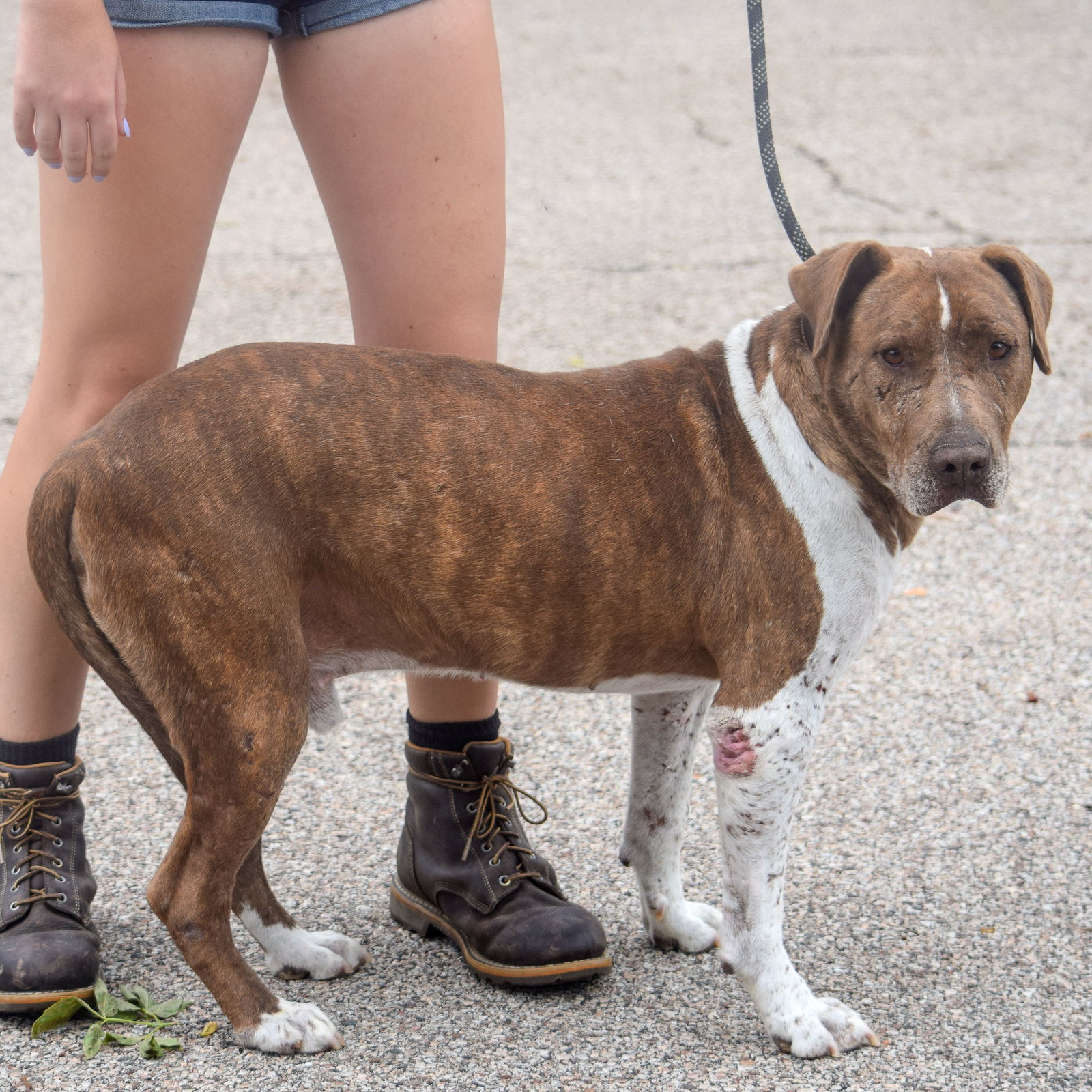 Dog for Adoption Boone, a American Staffordshire Terrier in Black