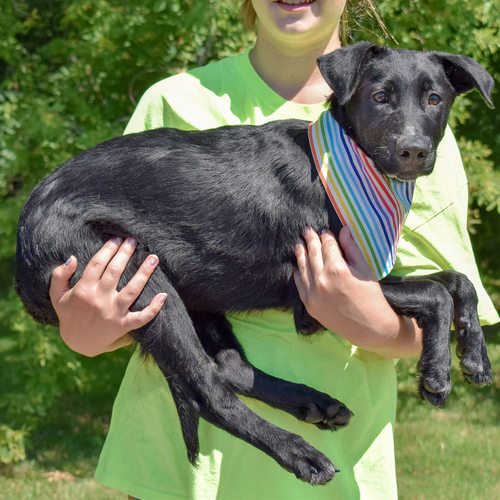 Dog for Adoption Chester, a Black Labrador Retriever in Louisa County