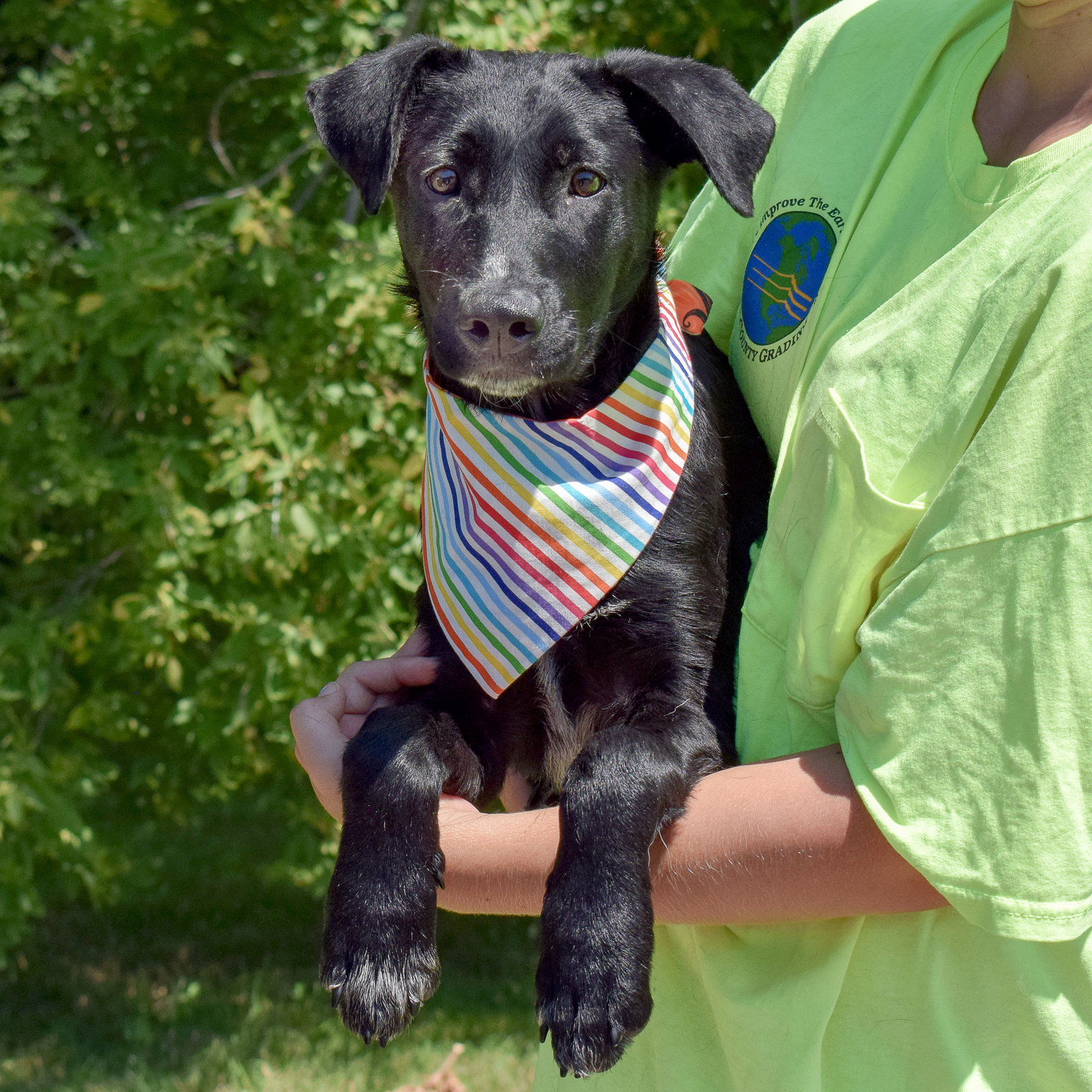 Dog for Adoption Chester, a Black Labrador Retriever in Louisa County