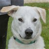 adoptable Dog in huntley, IL named Indiana