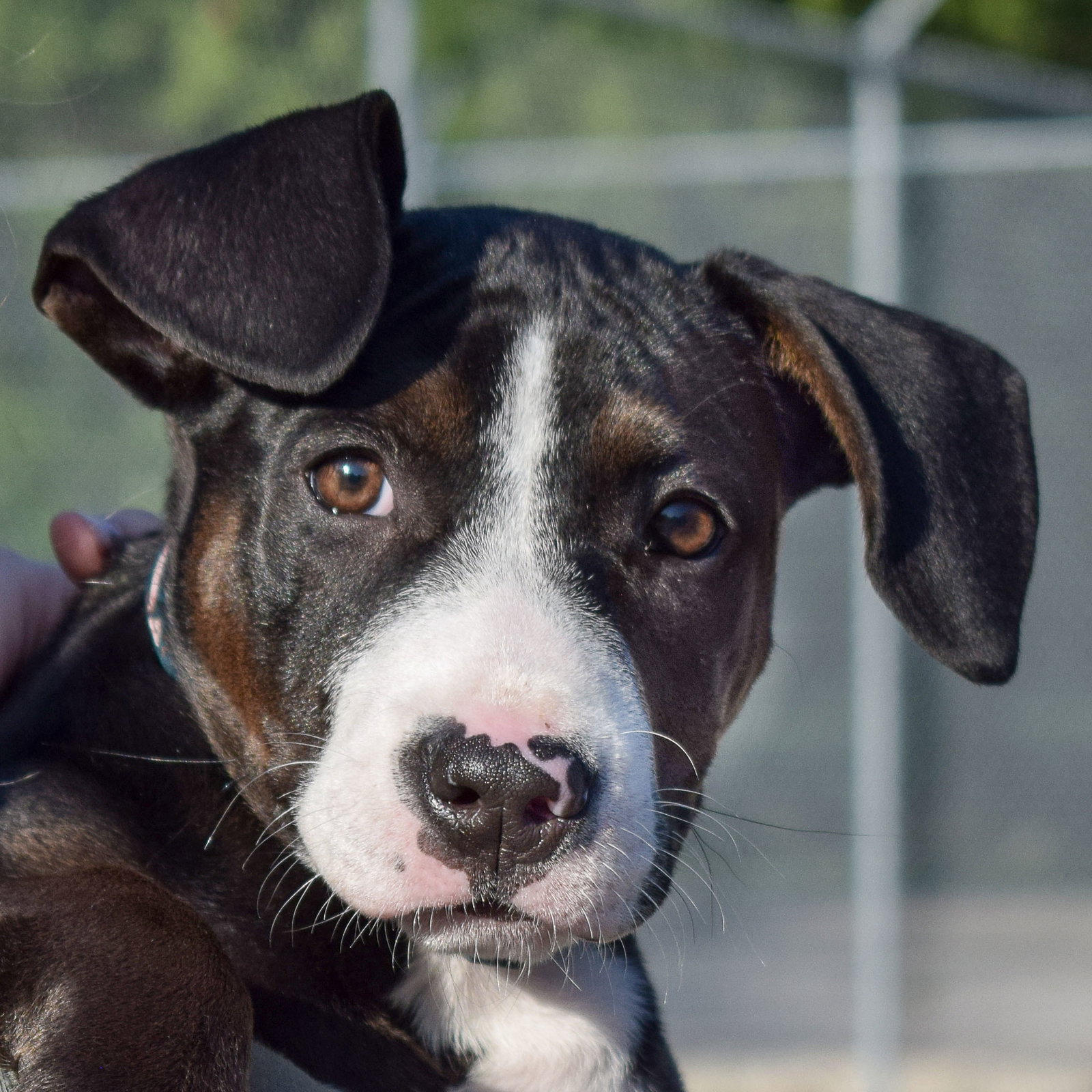 Dog for Adoption Minnie, a American Staffordshire Terrier in Kenosha