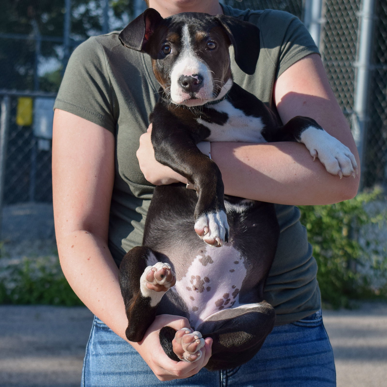 Dog for Adoption Minnie, a American Staffordshire Terrier in Kenosha