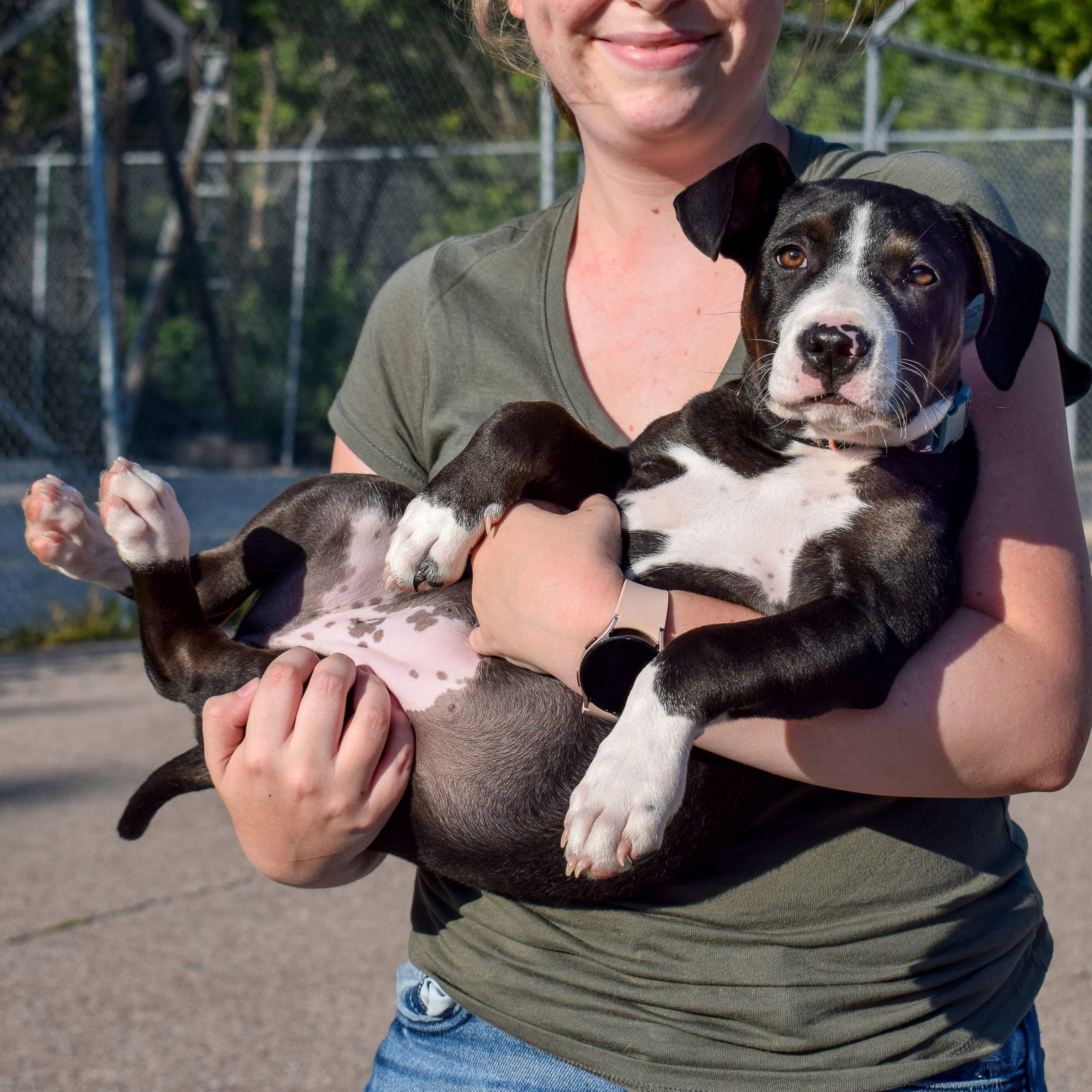 Dog for Adoption Minnie, a American Staffordshire Terrier in Kenosha