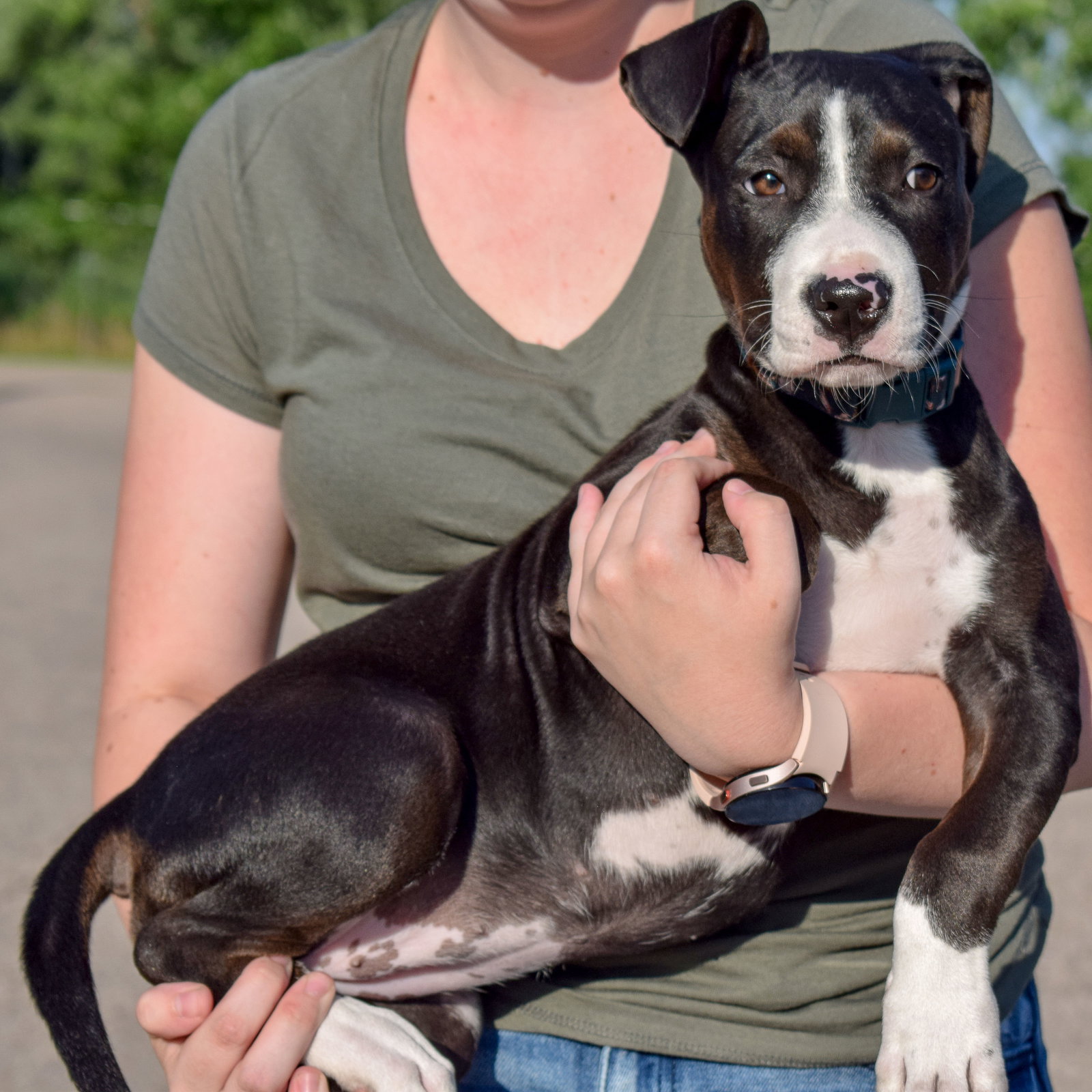 Dog for Adoption Minnie, a American Staffordshire Terrier in Kenosha