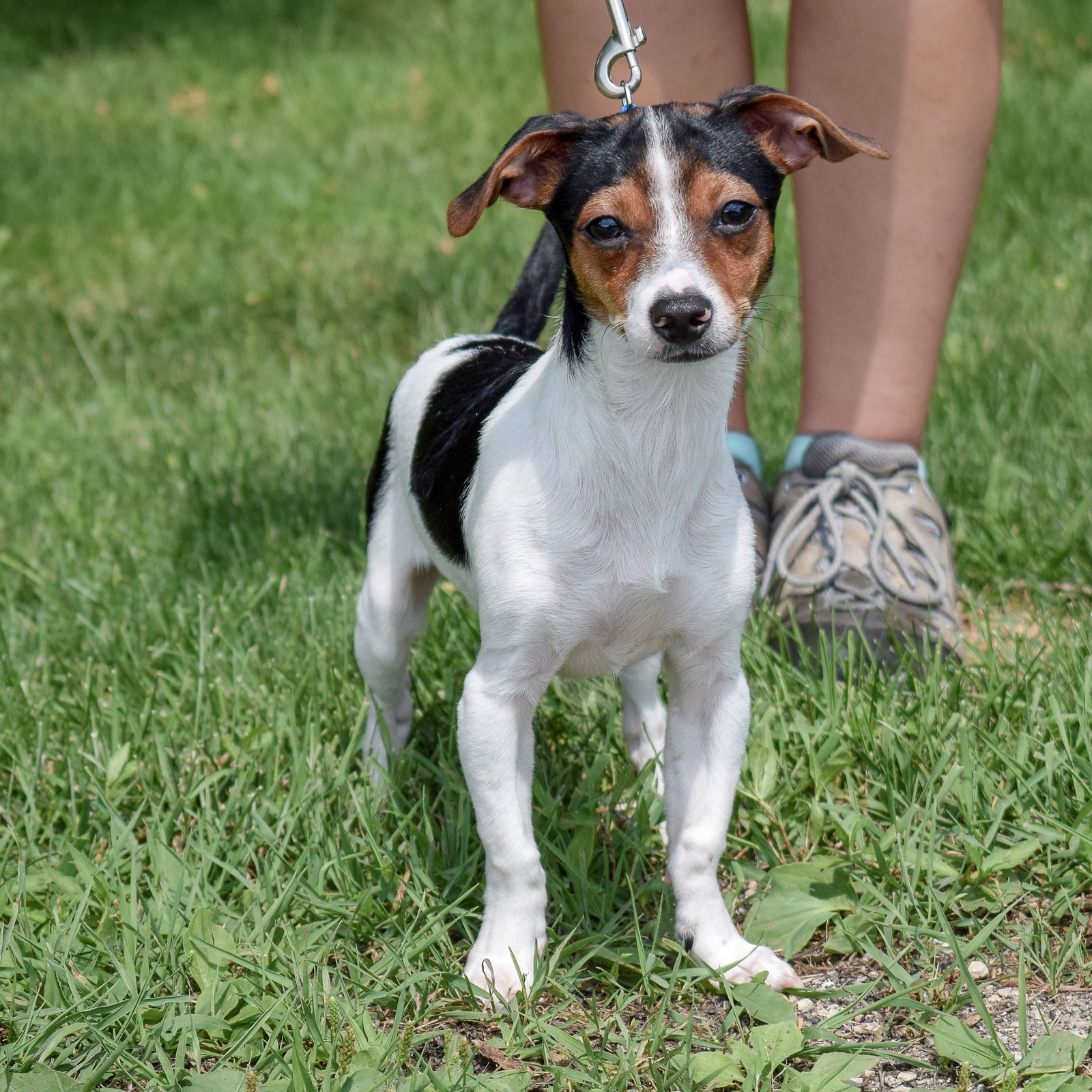 Dog for Adoption - Zack, a Chihuahua in Niles, MI | Alpha Paw