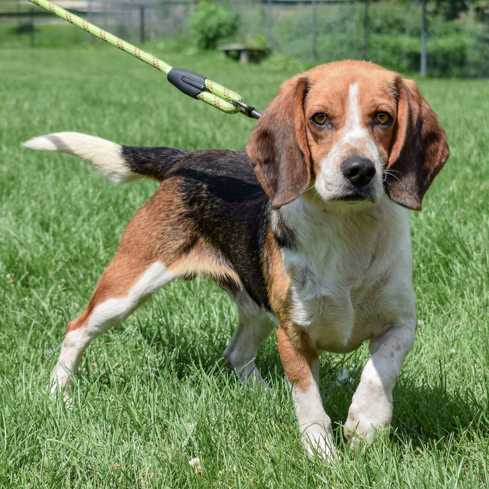 Dog for Adoption - Jake, a Beagle in Black Earth, WI | Alpha Paw