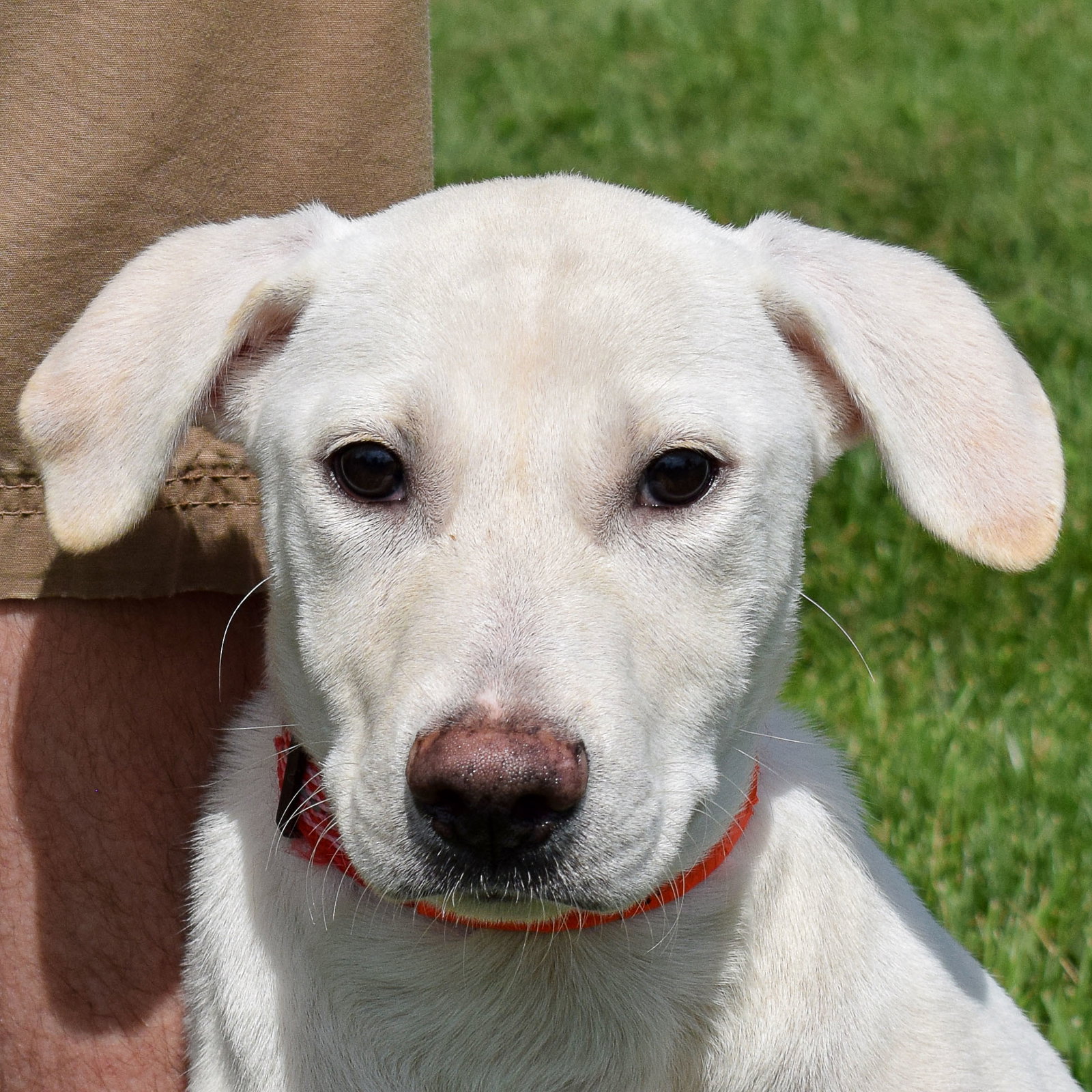 Dog for Adoption Gump, a Yellow Labrador Retriever in Roscoe, IL