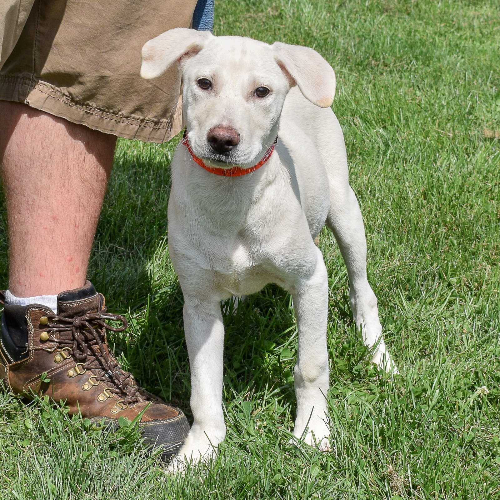 Dog for Adoption Gump, a Yellow Labrador Retriever in Roscoe, IL