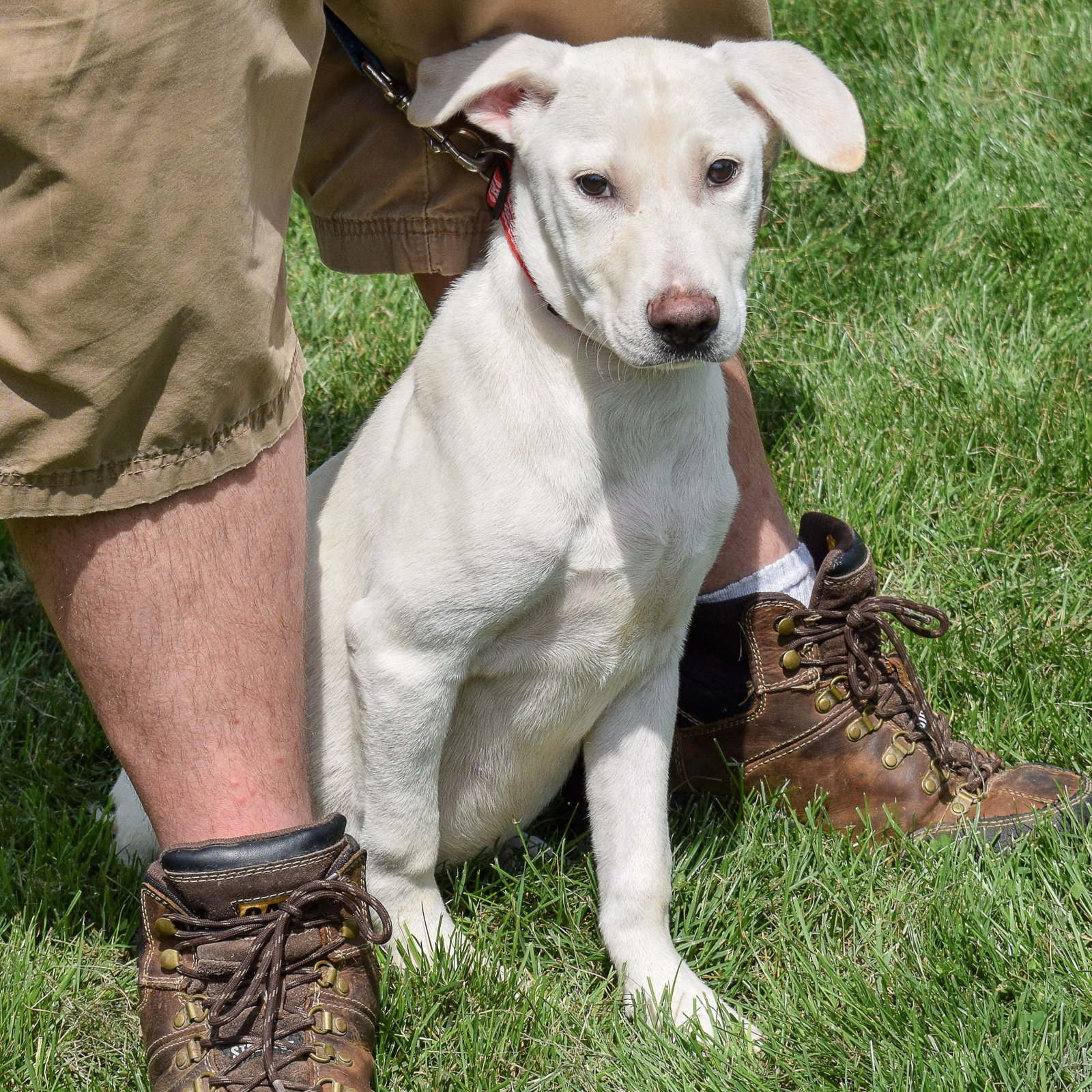 Dog for Adoption Gump, a Yellow Labrador Retriever in Roscoe, IL