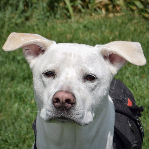 picture of the dog needing adoption
