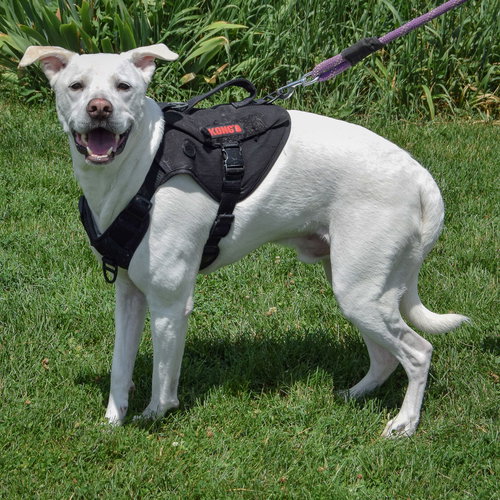 ZERO - Yellow Labrador Retriever / Husky available for adoption