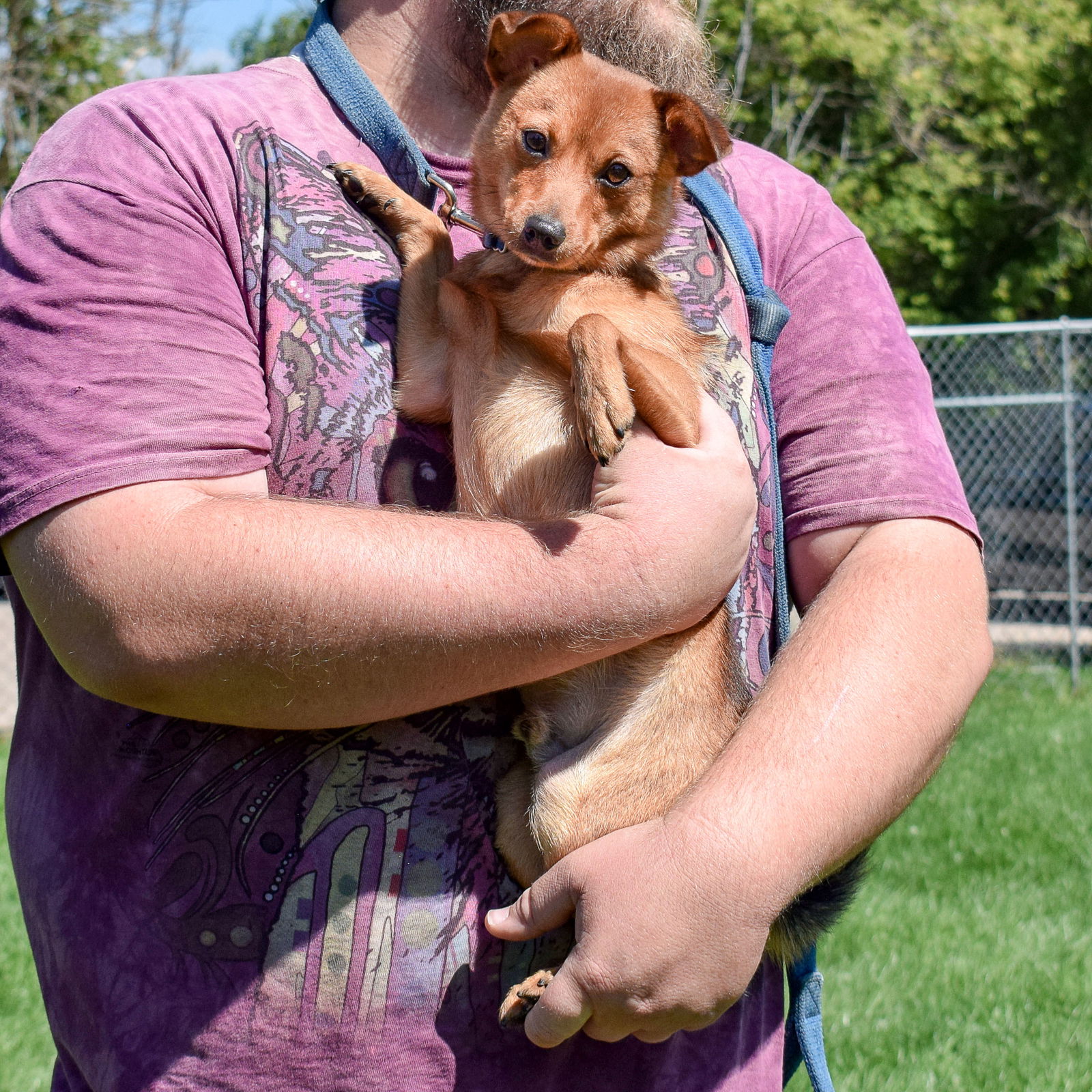 dog-for-adoption-smokey-a-pomeranian-in-lombard-il-alpha-paw