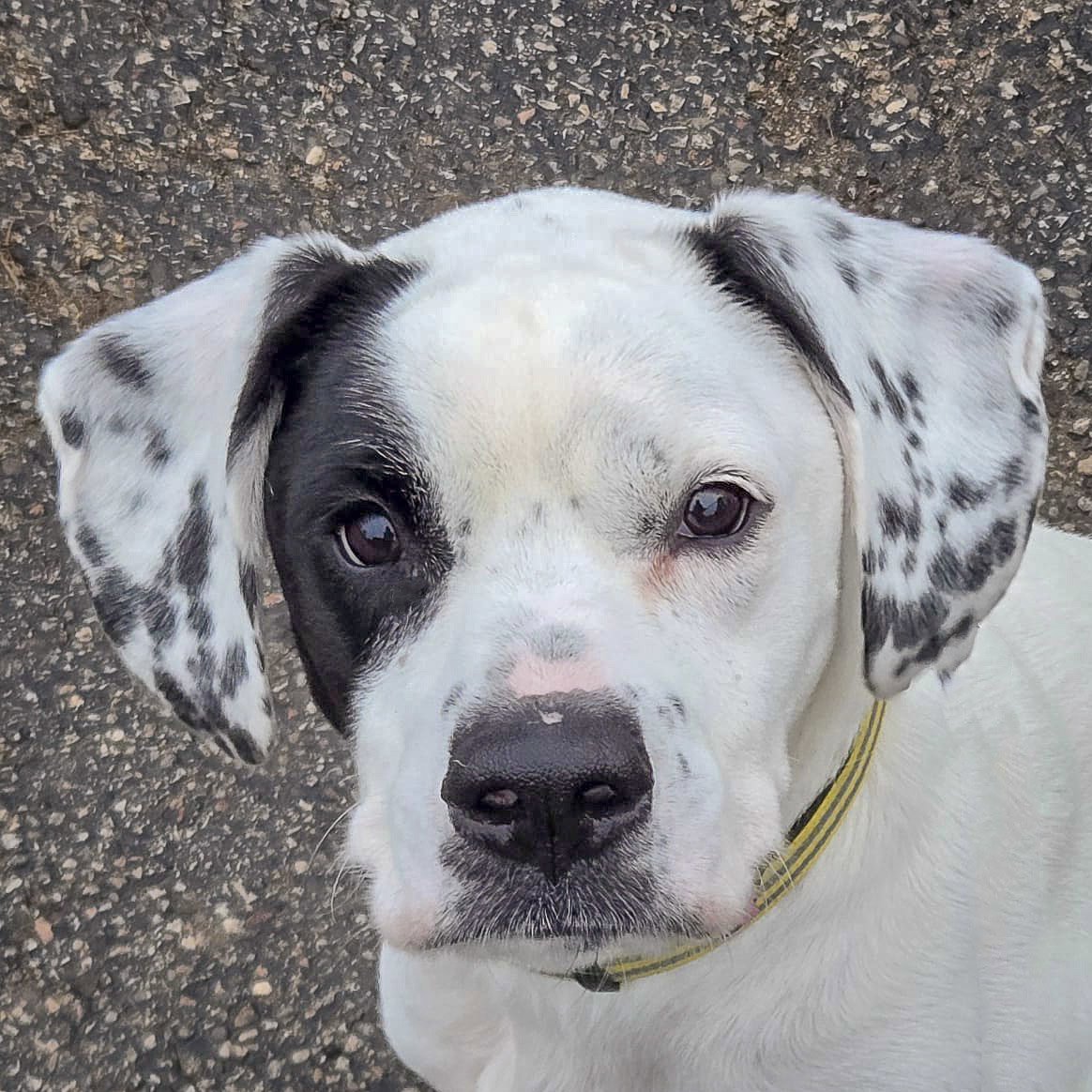 Mia