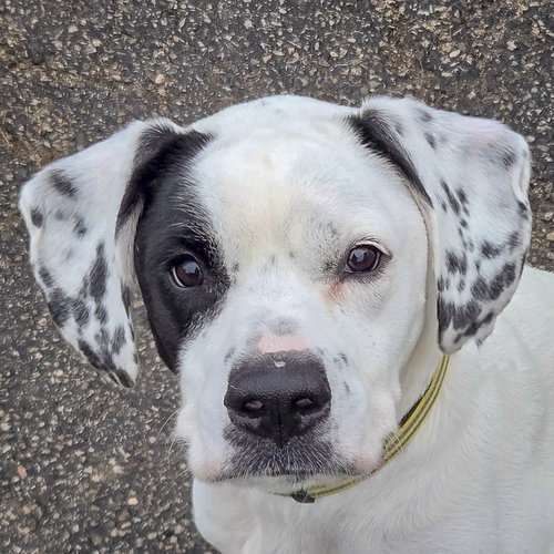 picture of the dog needing adoption