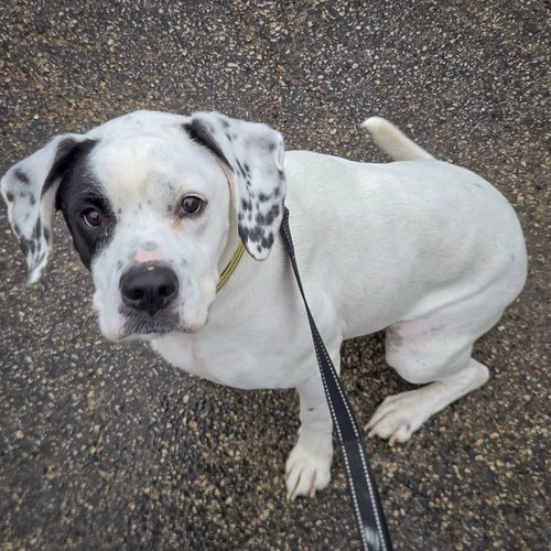MIA - Pointer / Boxer available for adoption