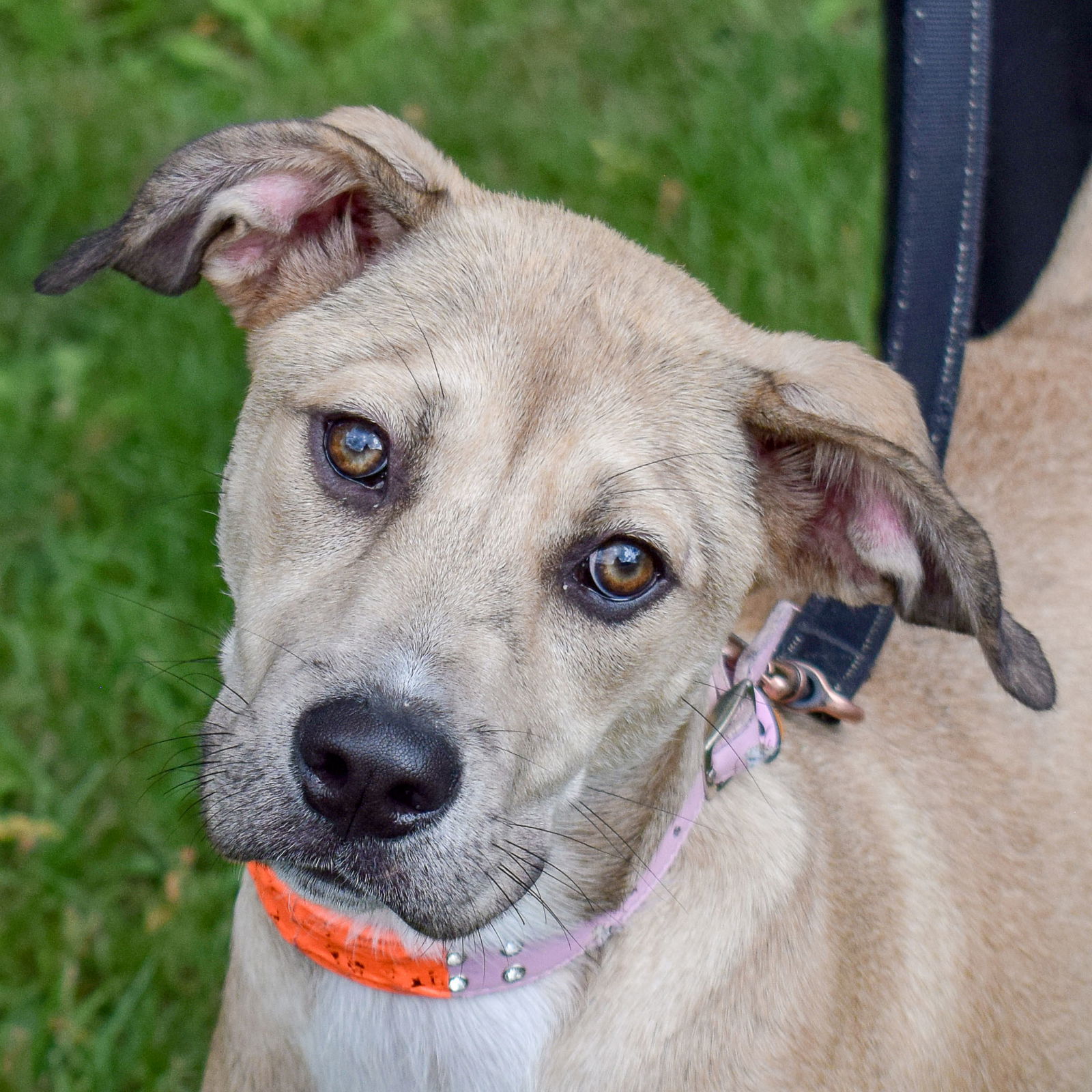 Dog for Adoption - Tia, a Yellow Labrador Retriever in Glenview, IL ...