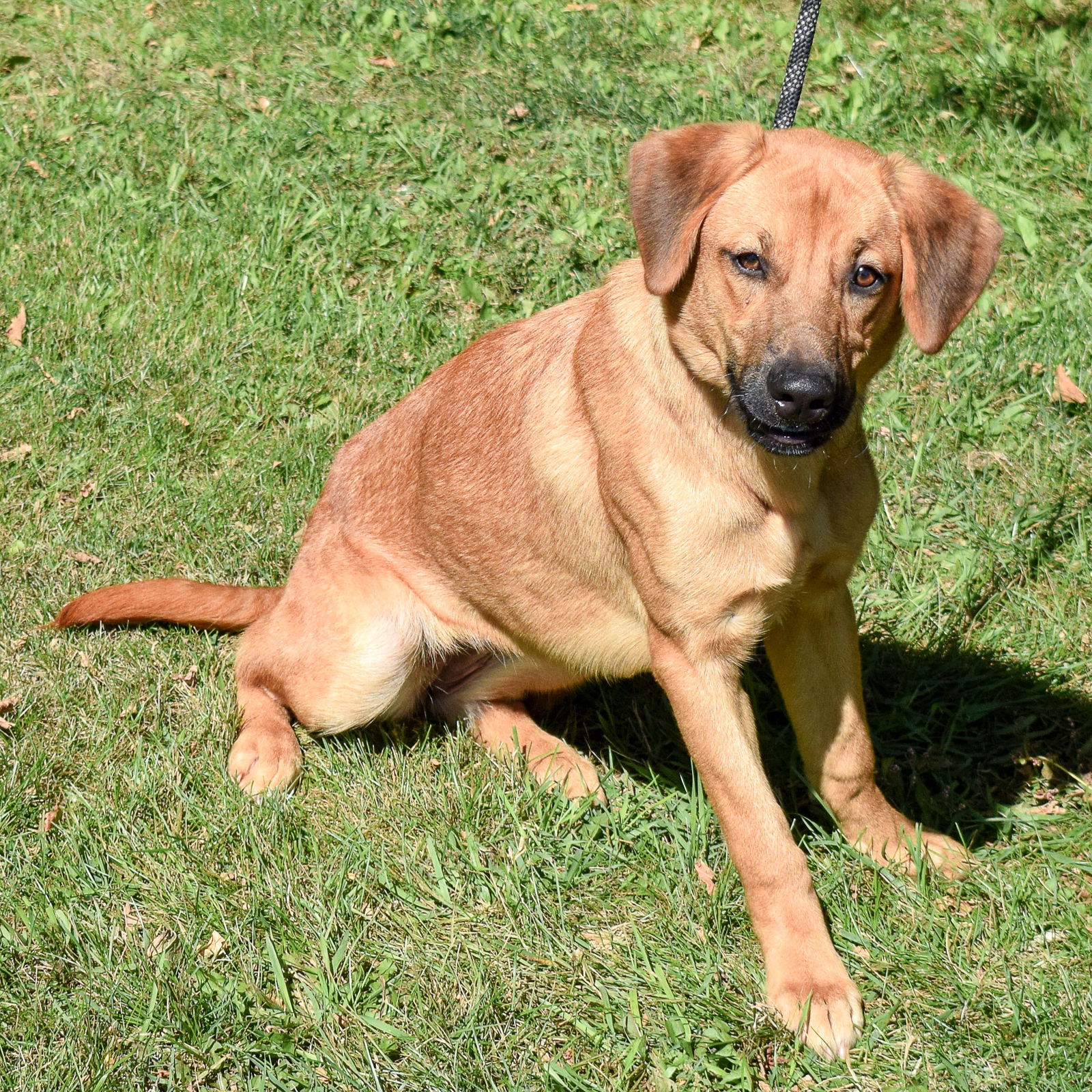 Dog for Adoption - Lilac, a German Shepherd Dog in Dupage County, IL ...