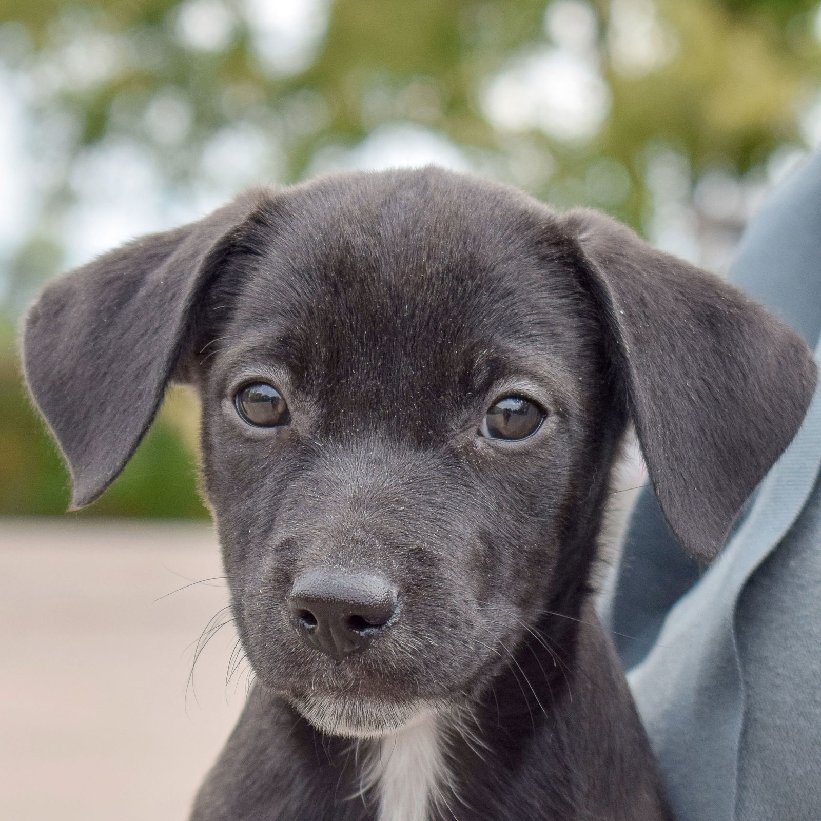 Dog for Adoption - Chloe, a Black Labrador Retriever in Chicago, IL ...