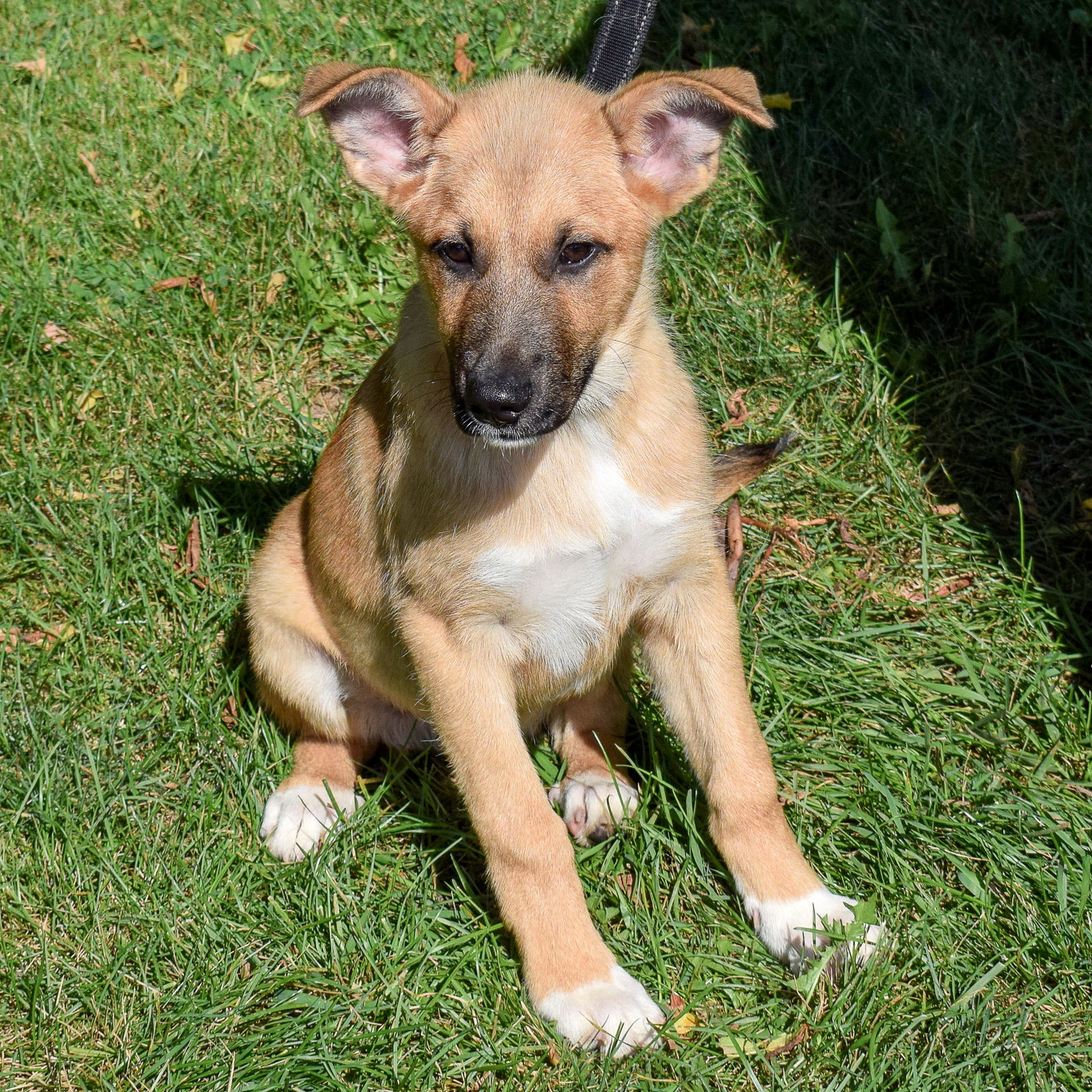 Dog for Adoption - Charlie, a German Shepherd Dog in Oak Lawn, IL ...