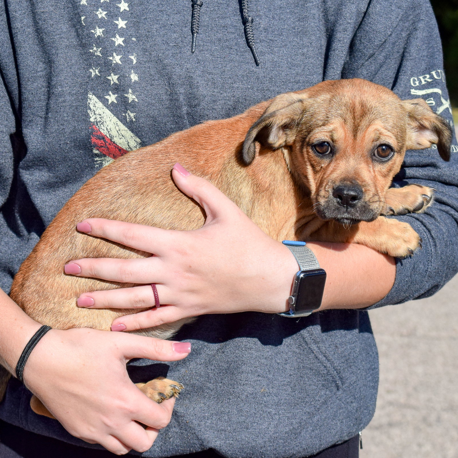 Dog for Adoption Belle, a English Bulldog in Rockford, IL Alpha Paw