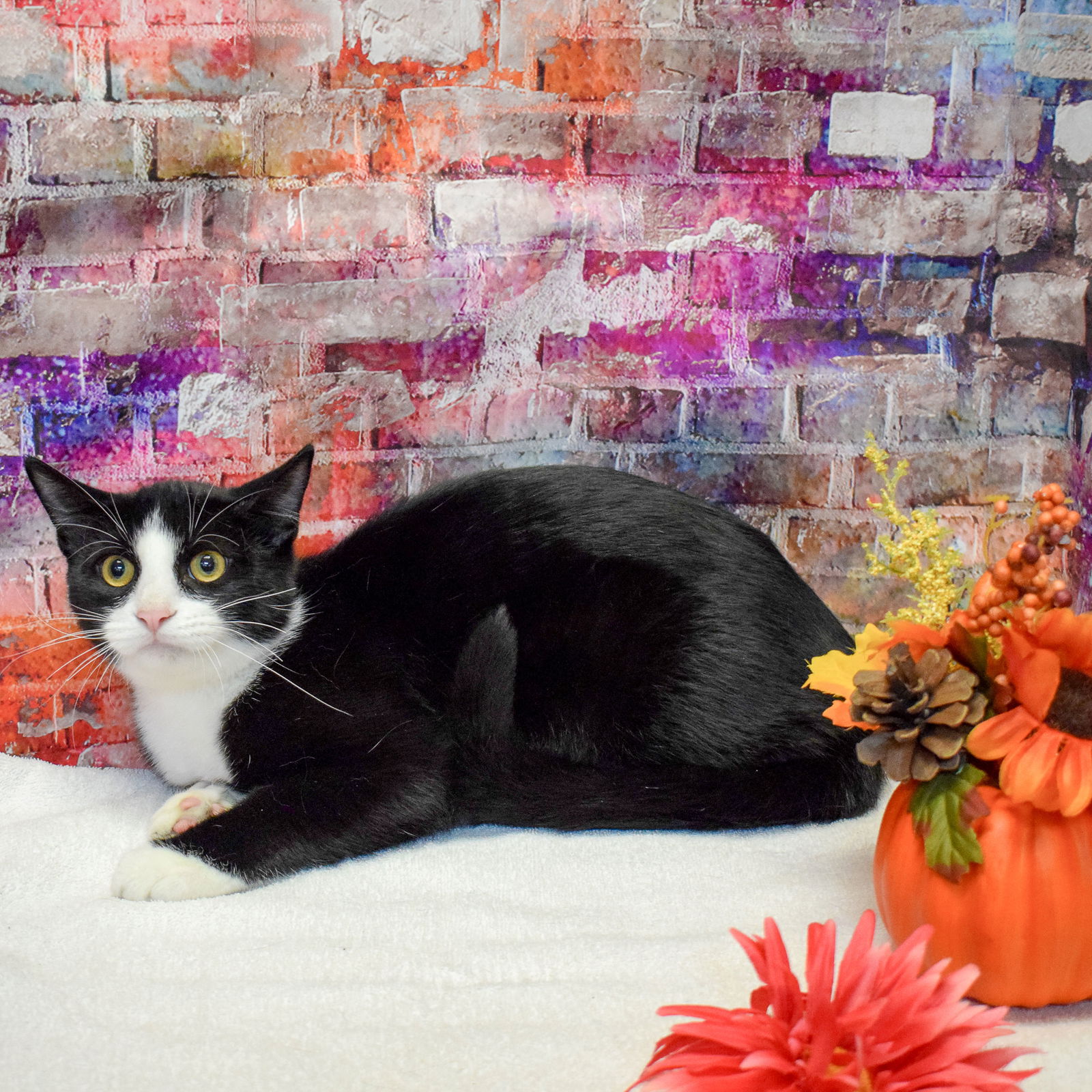 Cats for Adoption in Kenosha, Wisconsin Alpha Paw