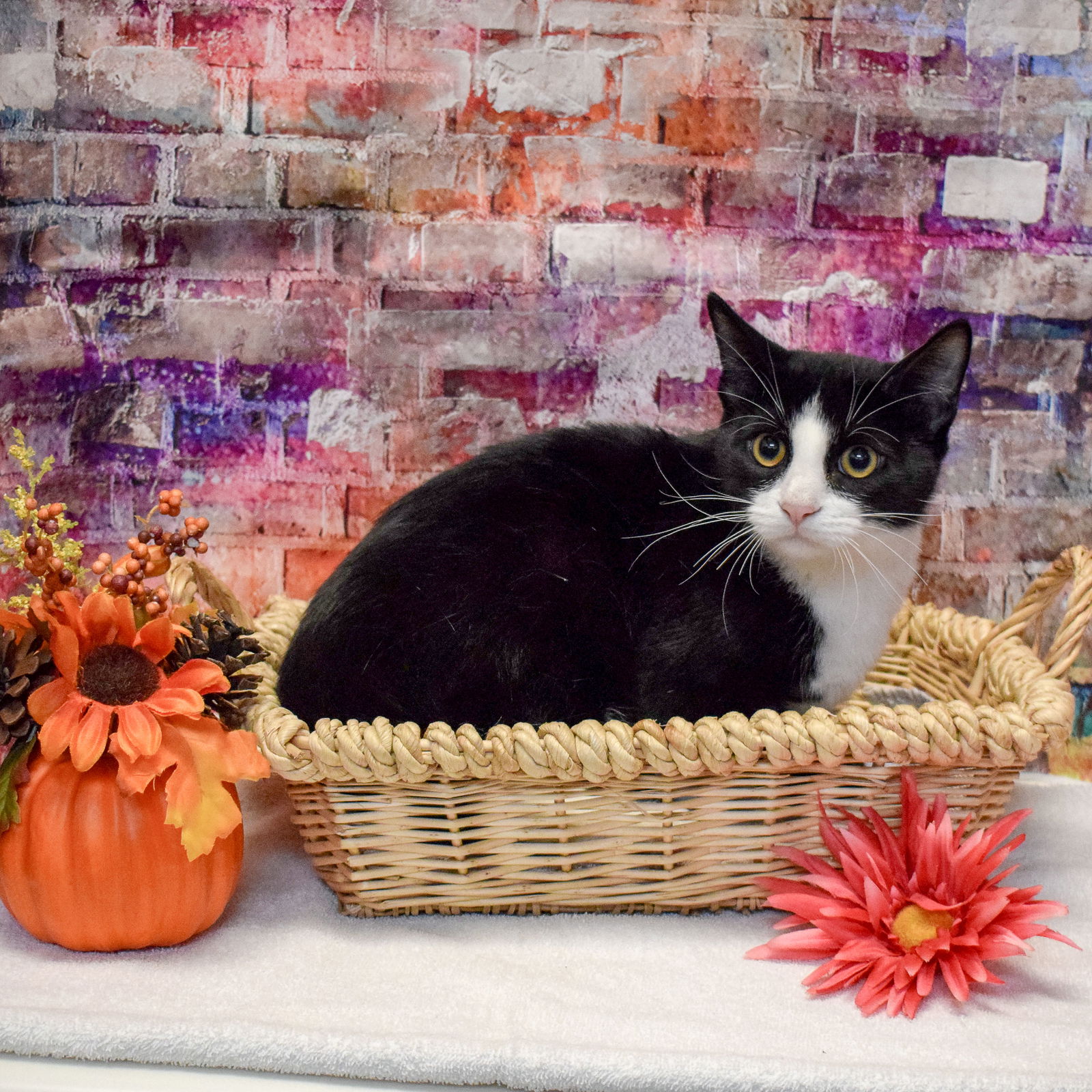Cats for Adoption in Kenosha, Wisconsin Alpha Paw