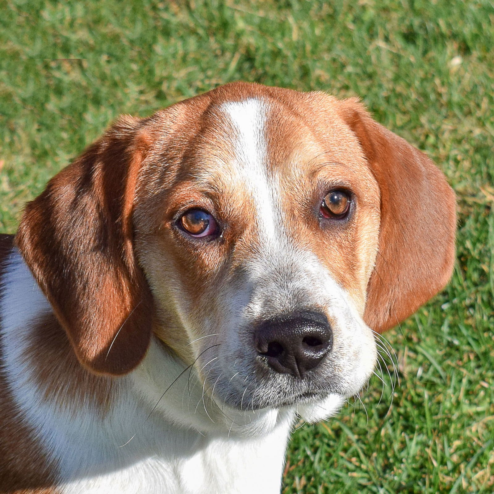 Dog for Adoption - Darwin, a Beagle in Channel Lake, IL | Alpha Paw