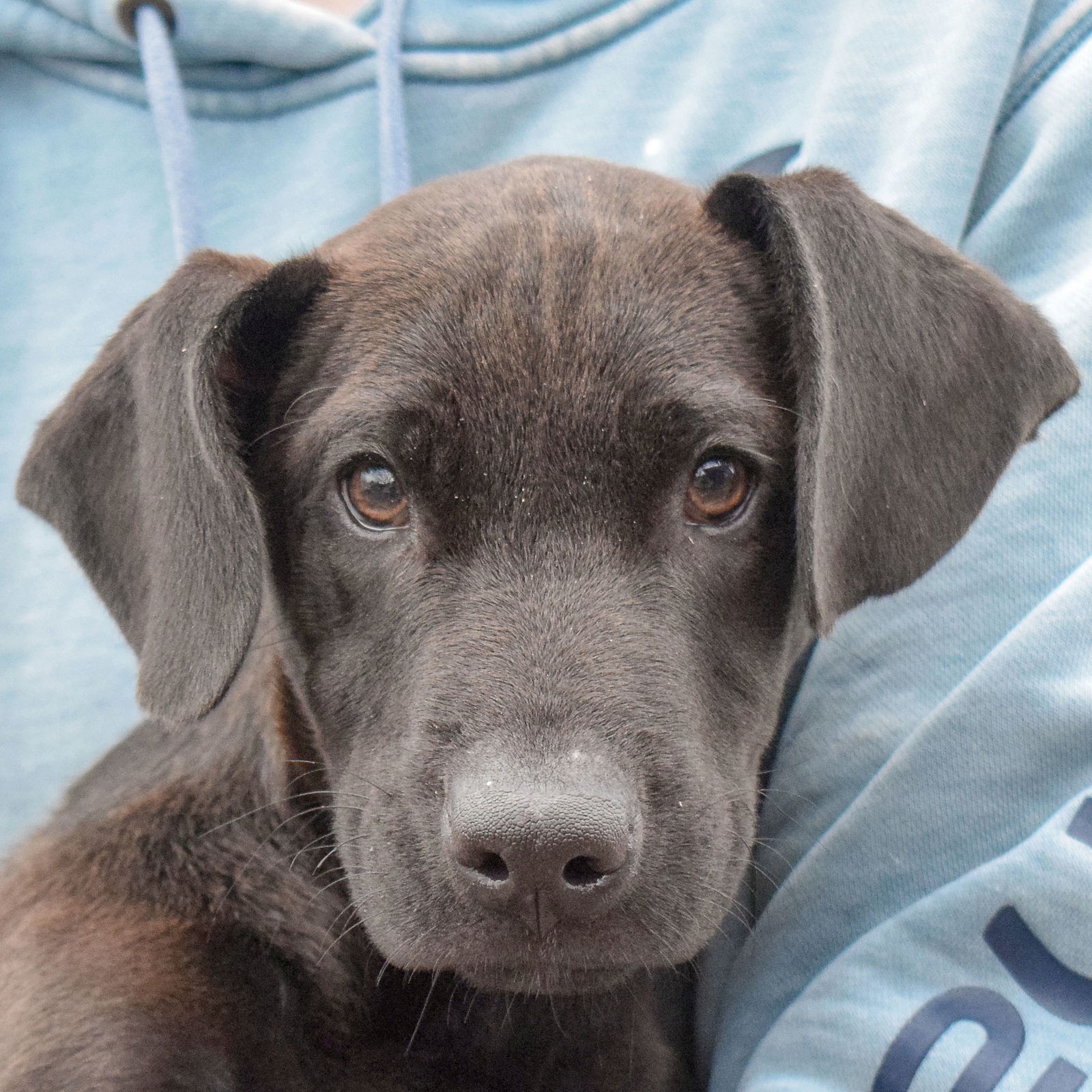 Dog for Adoption - Cookie, a Chocolate Labrador Retriever in Lombard ...