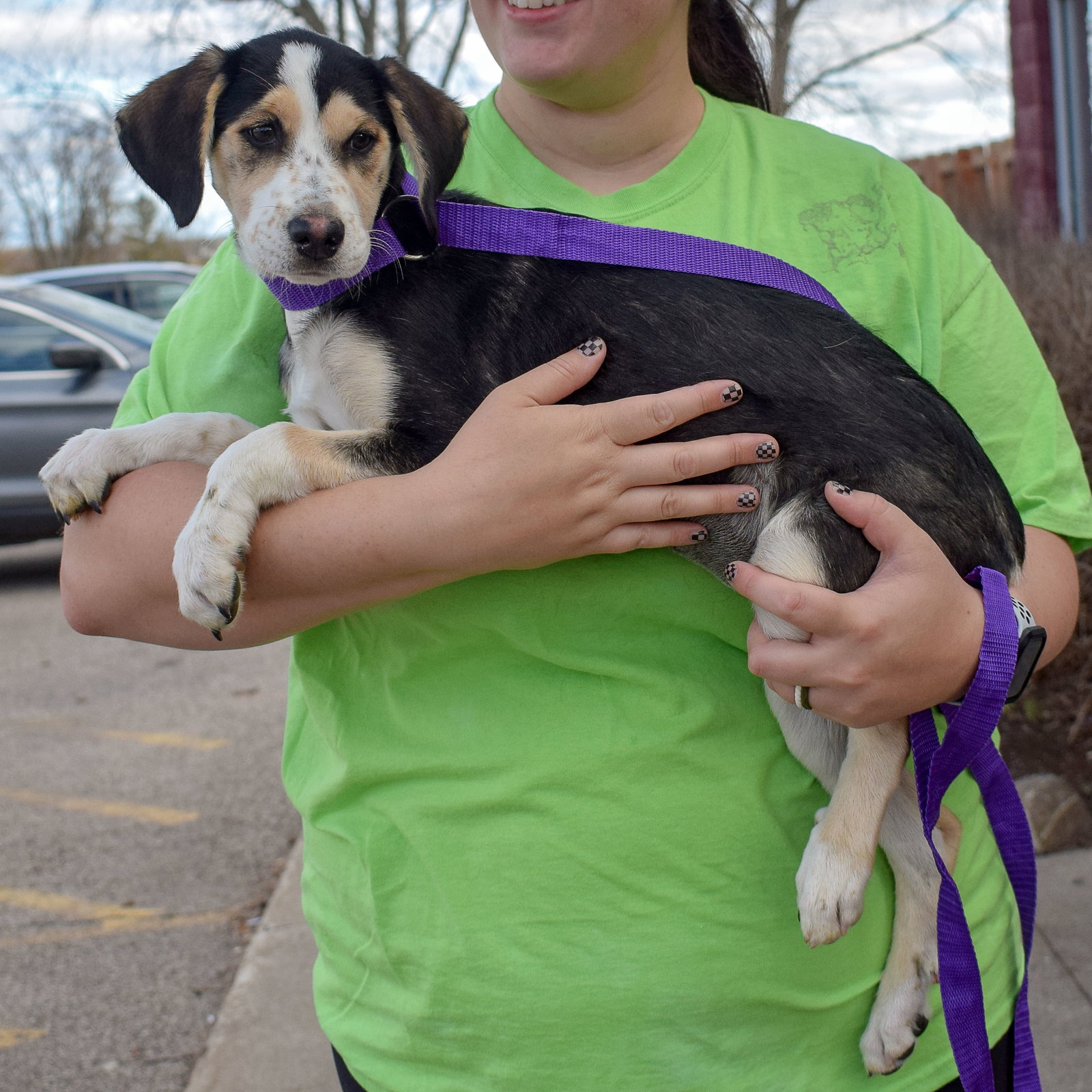Dog for Adoption Snowflake, a Golden Retriever in Joliet, IL Alpha Paw