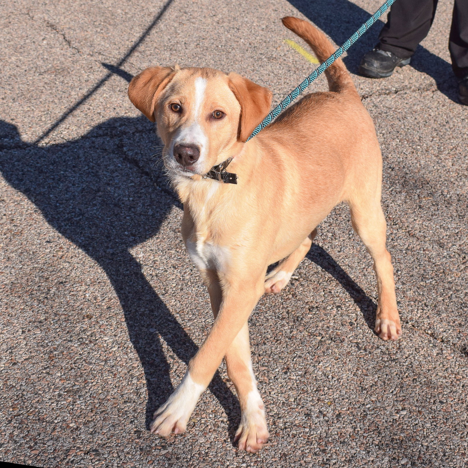 Dog for Adoption - Silas, a Yellow Labrador Retriever in Aurora, IL ...