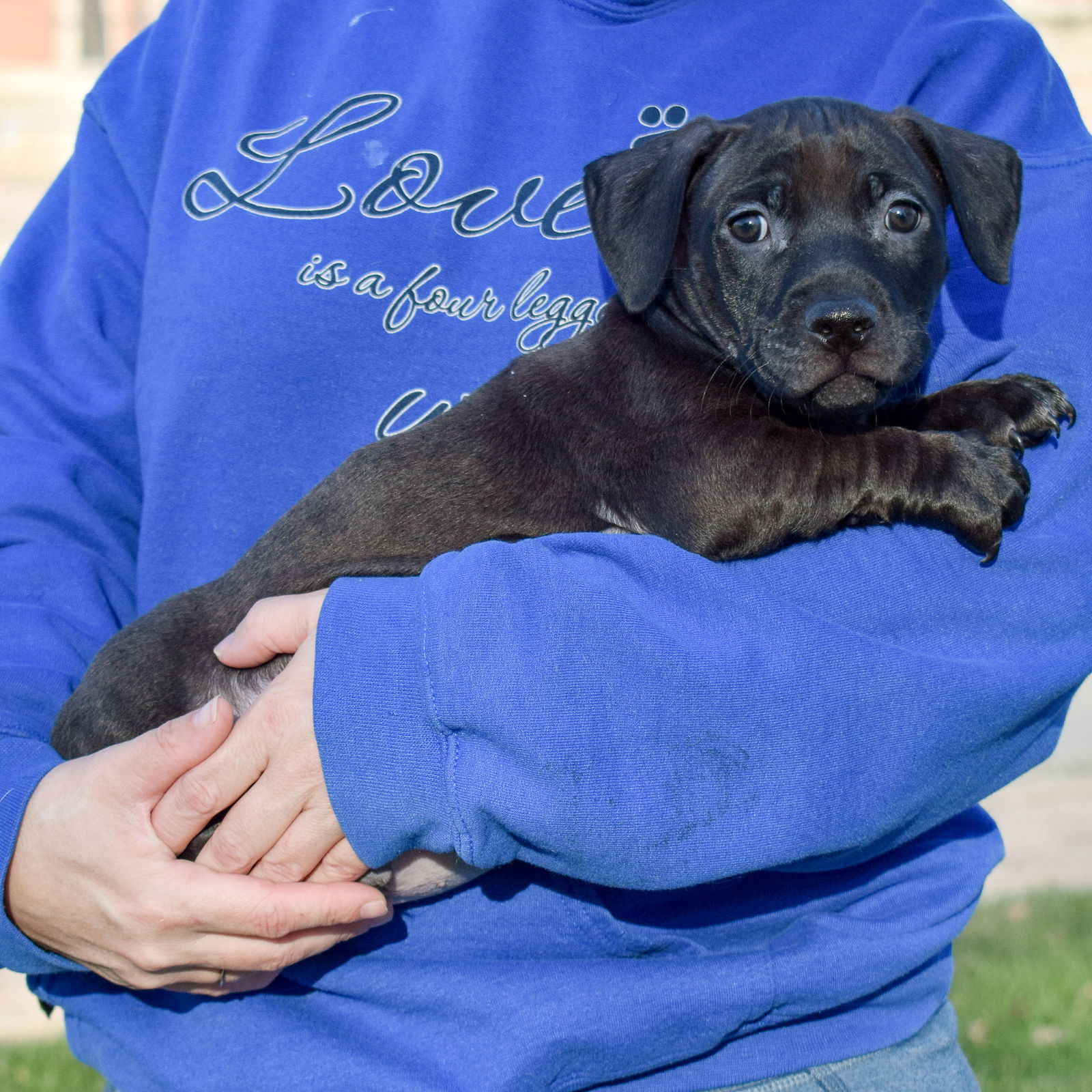 Dog for Adoption - Sylvester, a Dachshund in Forest Park, IL | Alpha Paw