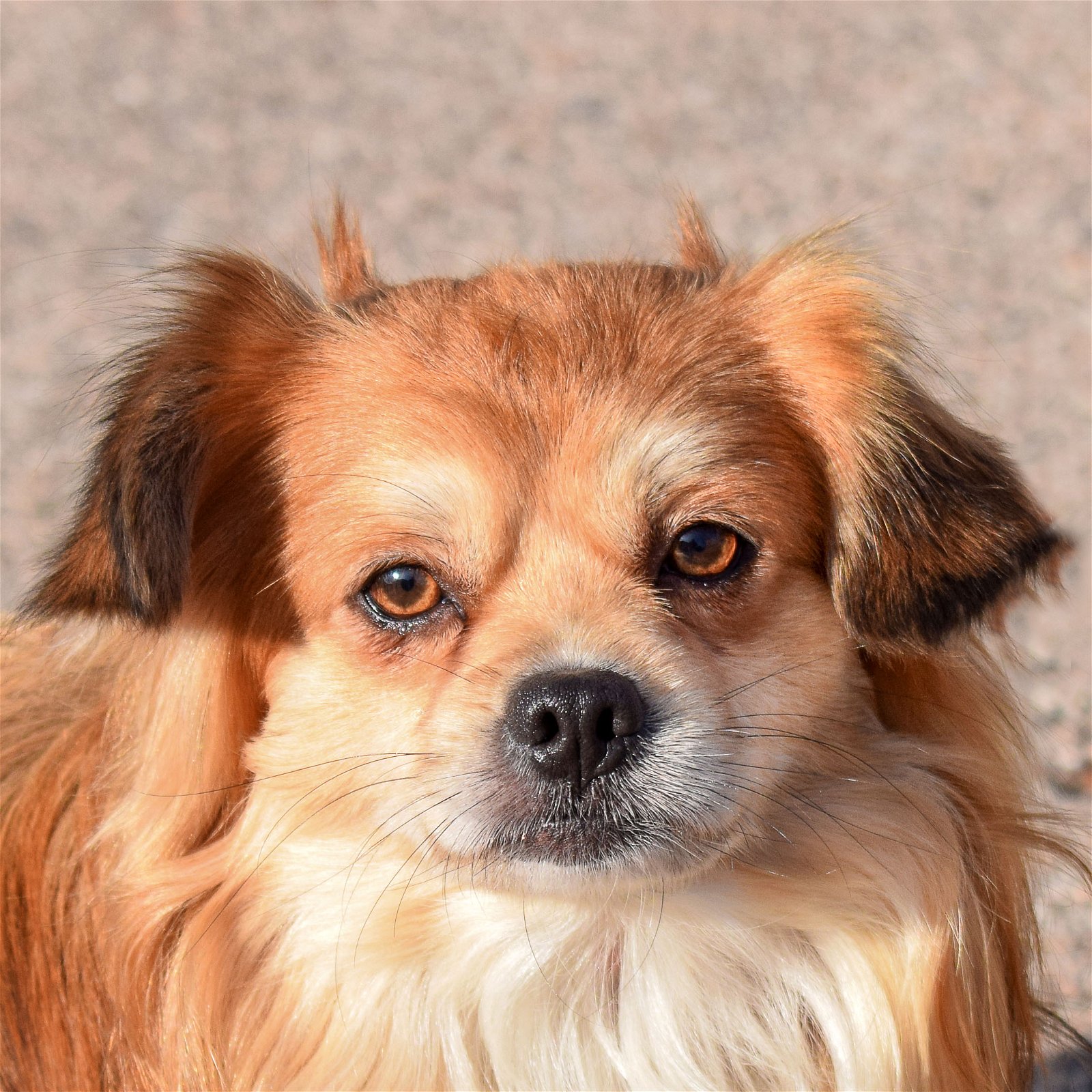 Dog for Adoption - Theo, a Tibetan Terrier in Kenosha, WI | Alpha Paw