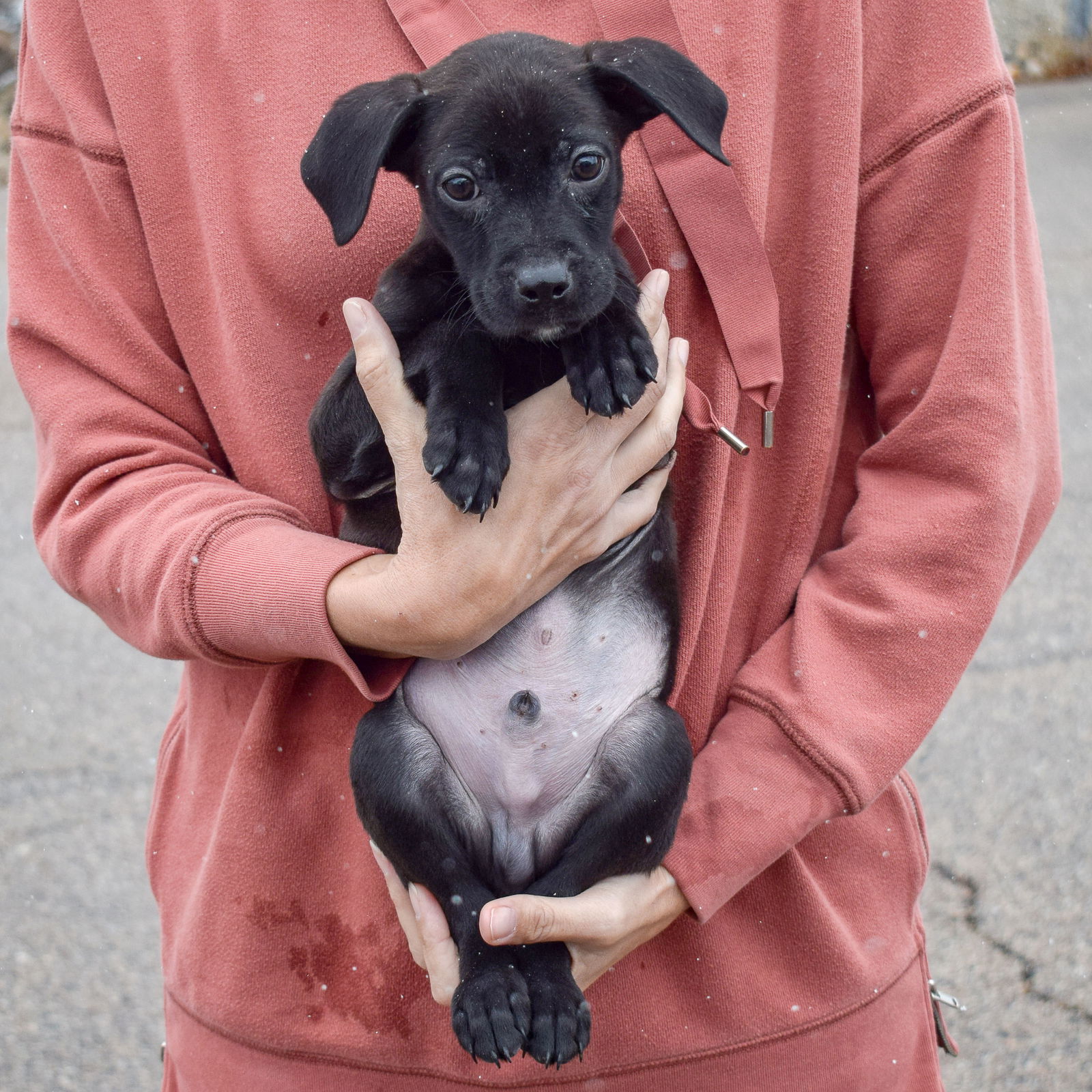 Dog for Adoption - Comet, a Black Labrador Retriever in Chicago, IL